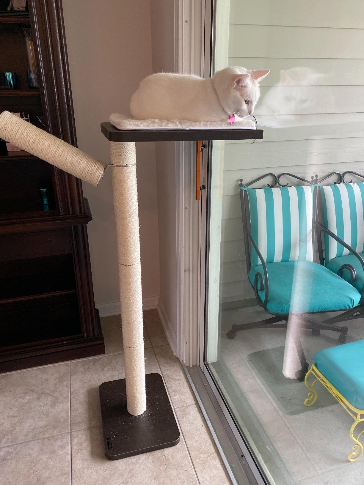 PetFusion Ultimate Cat Window Climbing Perch 45