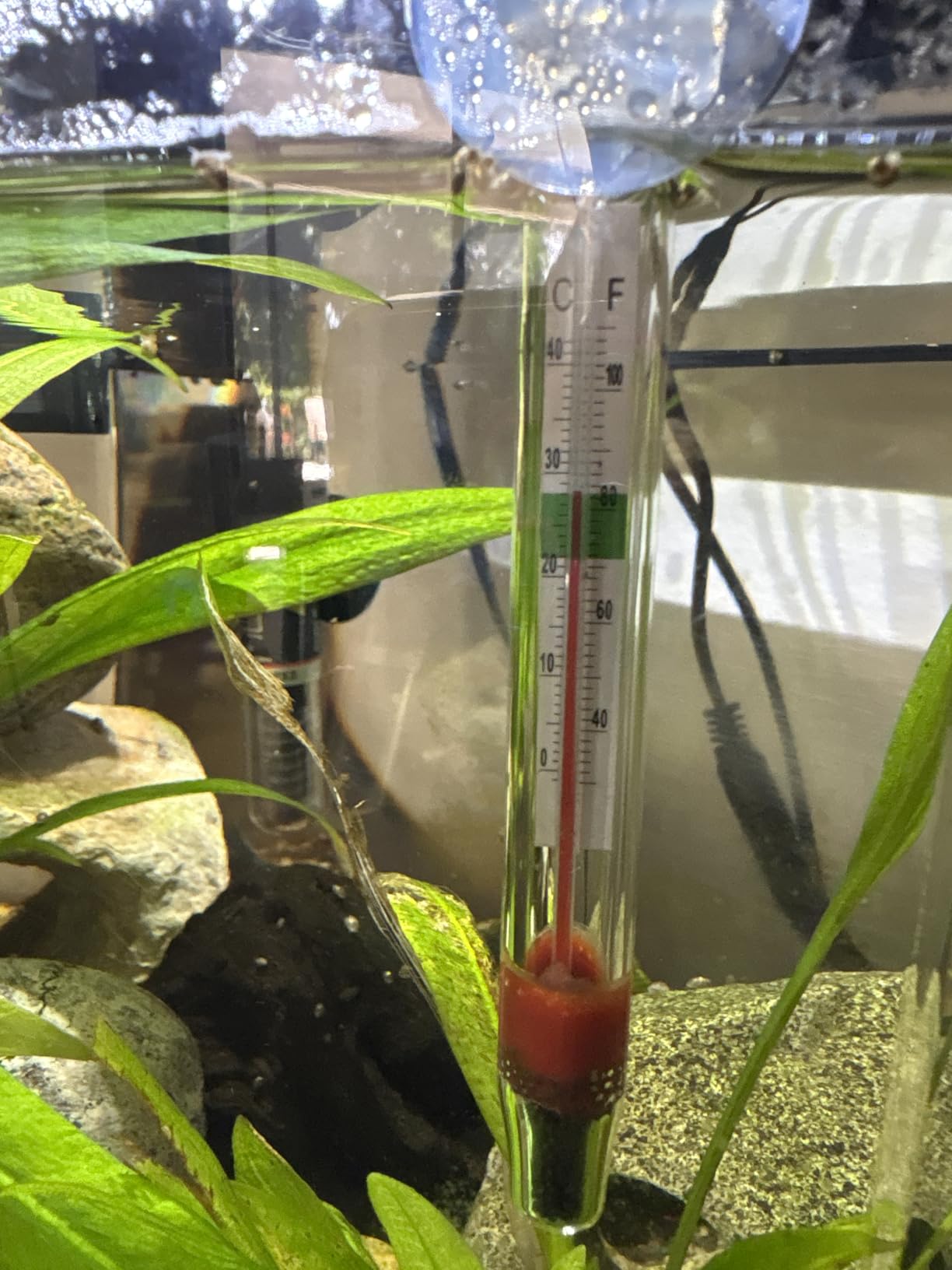 PULACO 25Watt Mini Aquarium Heater, Submersible Betta Heater | Small Fish Tank Heater with Free Thermometer Strip for 1-6 Gallon Fish Tanks (Preset Temperature 78℉) customer photo 1