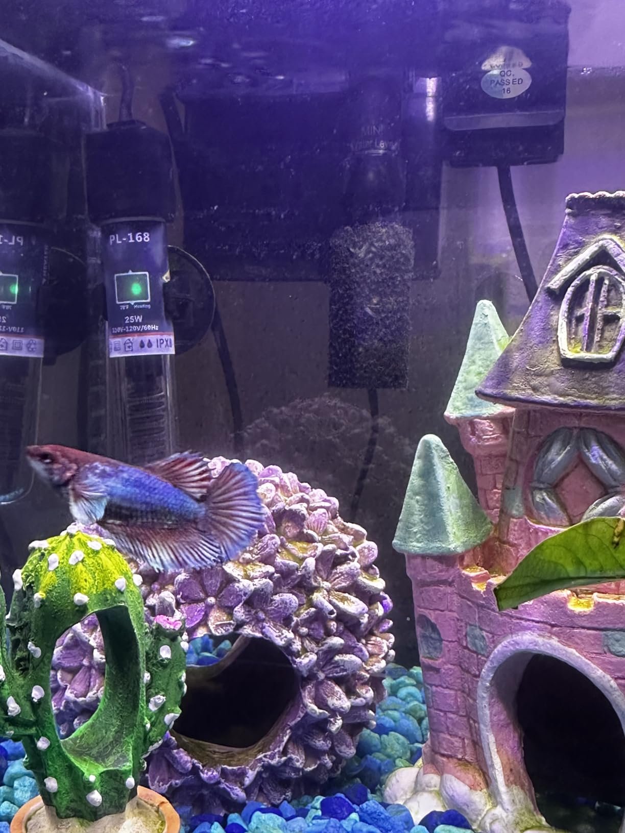 PULACO 25Watt Mini Aquarium Heater, Submersible Betta Heater | Small Fish Tank Heater with Free Thermometer Strip for 1-6 Gallon Fish Tanks (Preset Temperature 78℉) customer photo 2