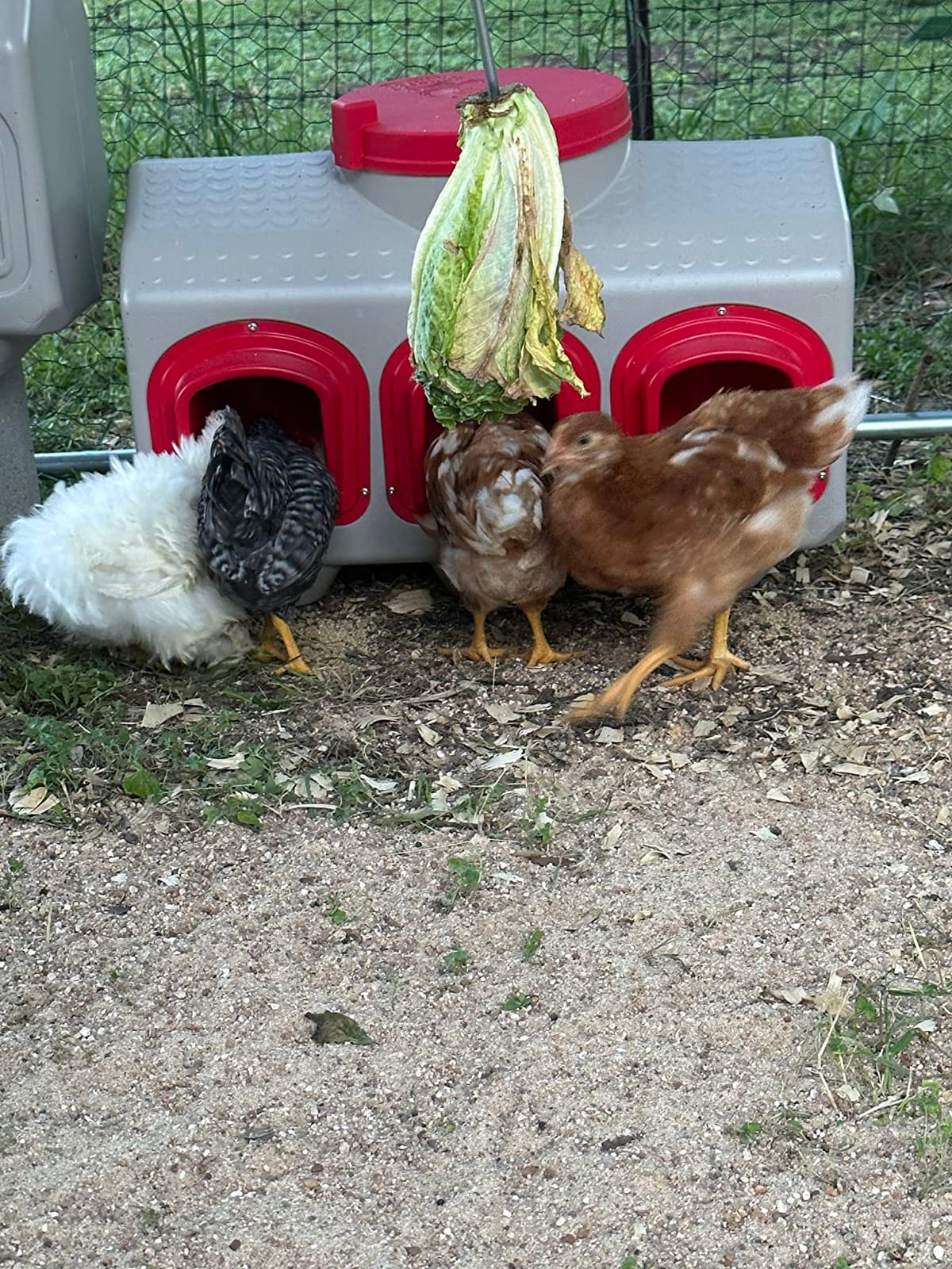 OverEZ Chicken Feeder - Holds 50 Pounds of Feed - Inside or Outside Hen Coop - Large Gravity Fed Automatic Poultry Dispenser - No Waste Rainproof Design customer photo 2