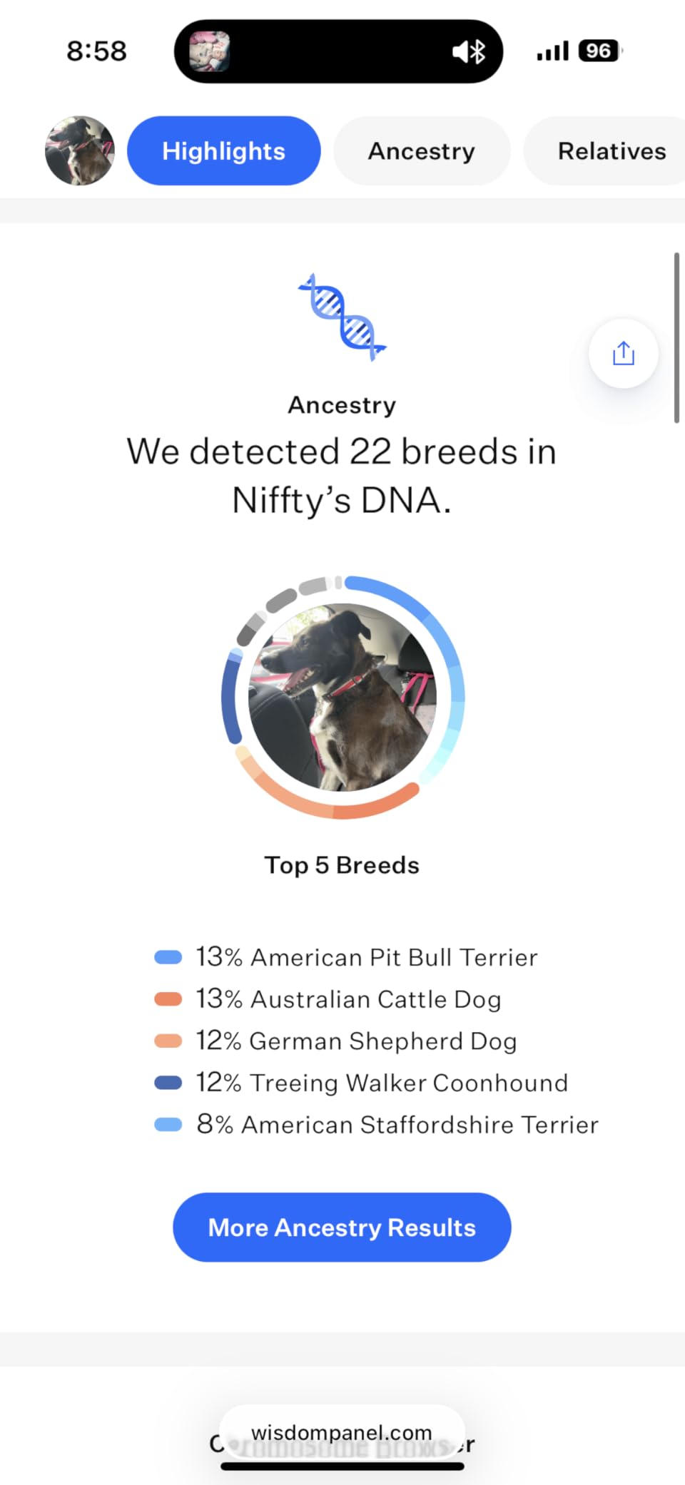 Wisdom Panel Premium Dog DNA Testing Kit - Most Comprehensive Test - 265+ Health Tests, 430+ Dog Breeds, 50+ Traits, Relatives, Ancestry, 1 Pack customer photo 2