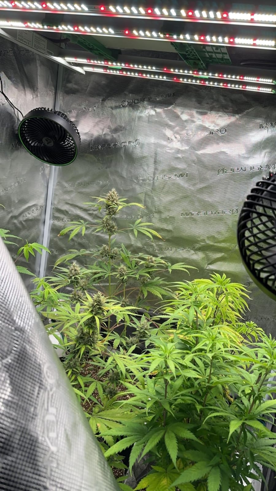 Mars Hydro FC-3000 300W 3x3 LED Grow Light Full Spectrum for Indoor Plants customer photo 2