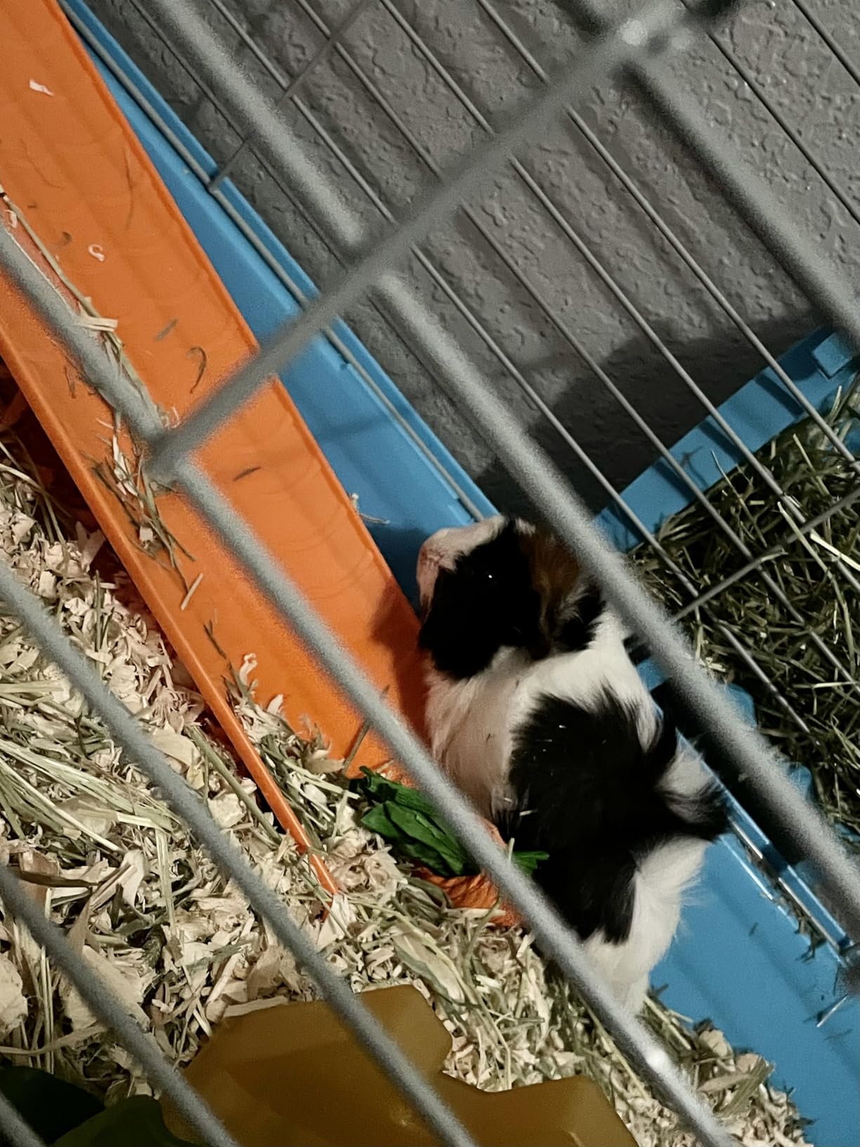 PawHut 35