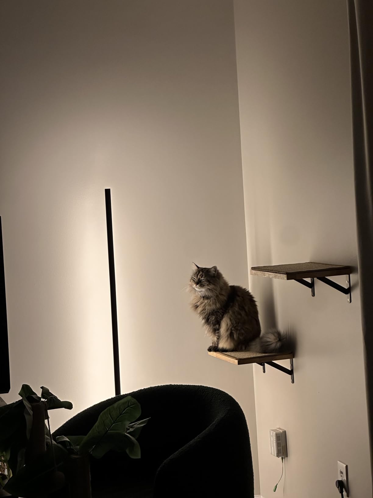 Cat Wall Shelves, 17 x 10 Inch, Sisal Mat | Solid Rubber Wood Floating Shelf with Upgraded Installation, Kitten Wall Furniture for Sleeping, Playing and Scratching customer photo 1