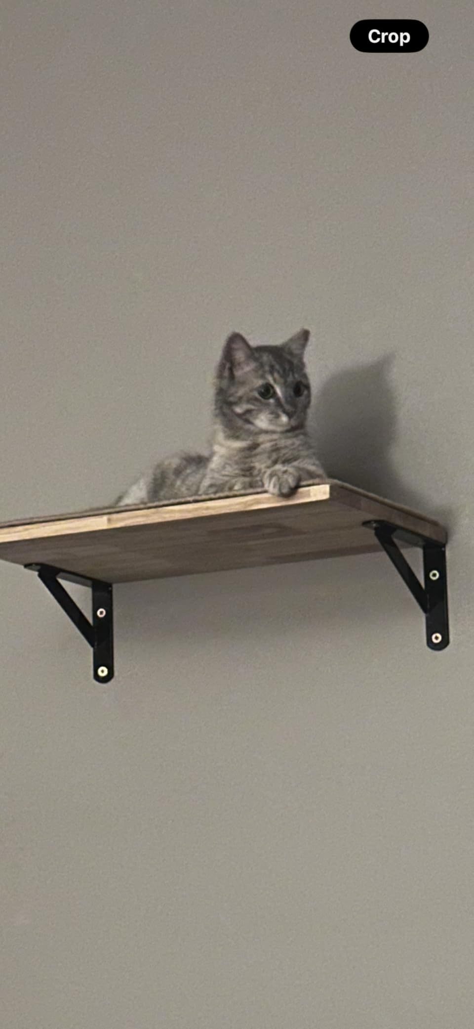 Cat Wall Shelves, 17 x 10 Inch, Sisal Mat | Solid Rubber Wood Floating Shelf with Upgraded Installation, Kitten Wall Furniture for Sleeping, Playing and Scratching customer photo 2