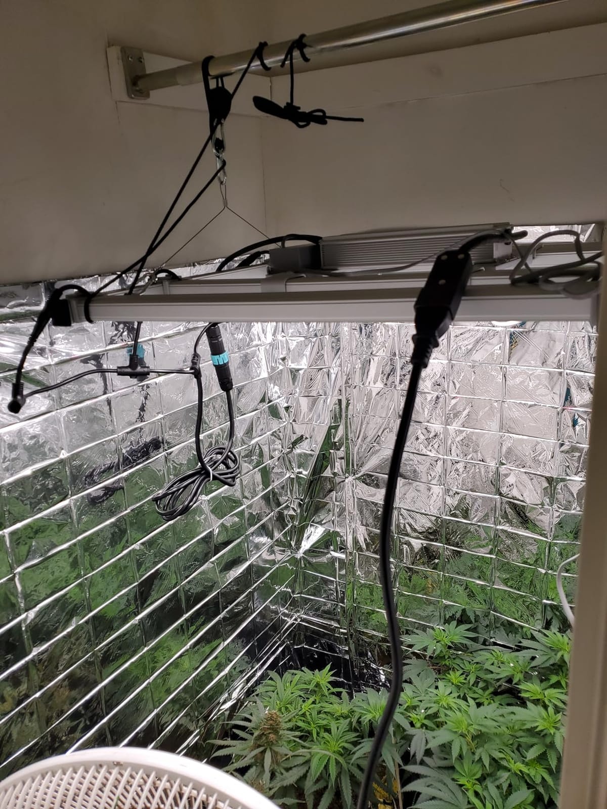 Mars Hydro FC-E3000 300W 3x3 LED Grow Light Full Spectrum Veg Bloom Flower customer photo 1