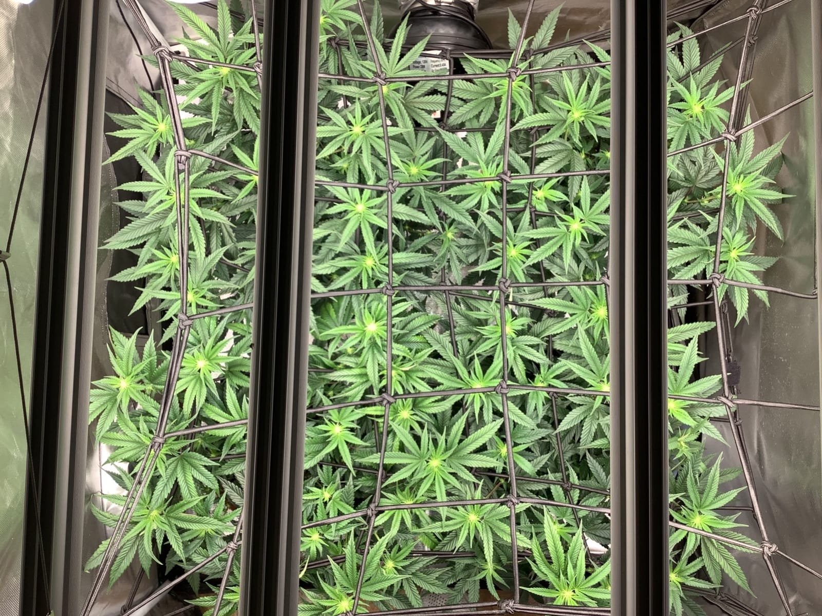 Mars Hydro FC-E3000 300W 3x3 LED Grow Light Full Spectrum Veg Bloom Flower customer photo 2
