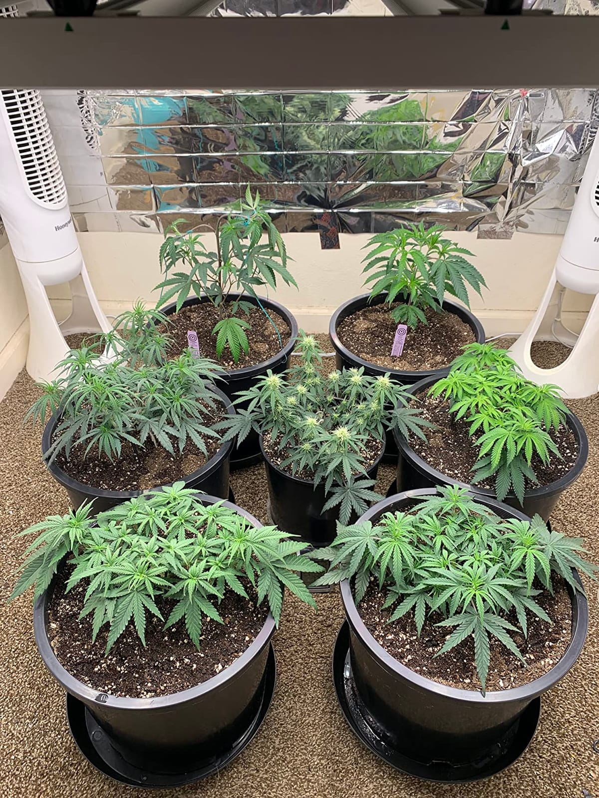 Mars Hydro FC-E4800 480W 4x4 LED Grow Light Full Spectrum Veg Bloom Flower customer photo 2