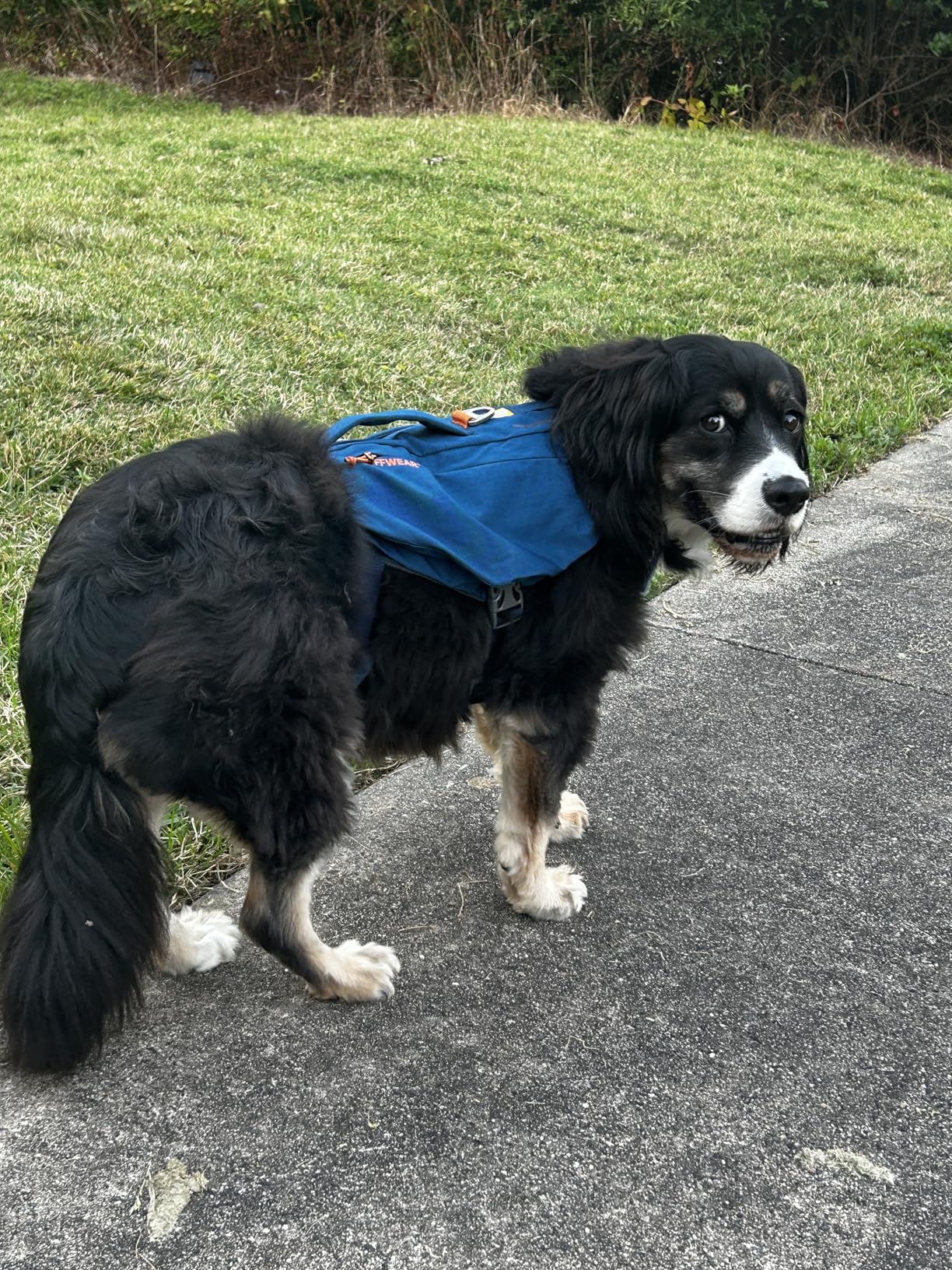 Switchbak Dog Harness, No-Pull Adjustable Vest with Front & Back Leash Points, Foam-Padded, Zippered Pockets, Quick-Release Buckles, Reflective Trim, Red Sumac, X-Small customer photo 1
