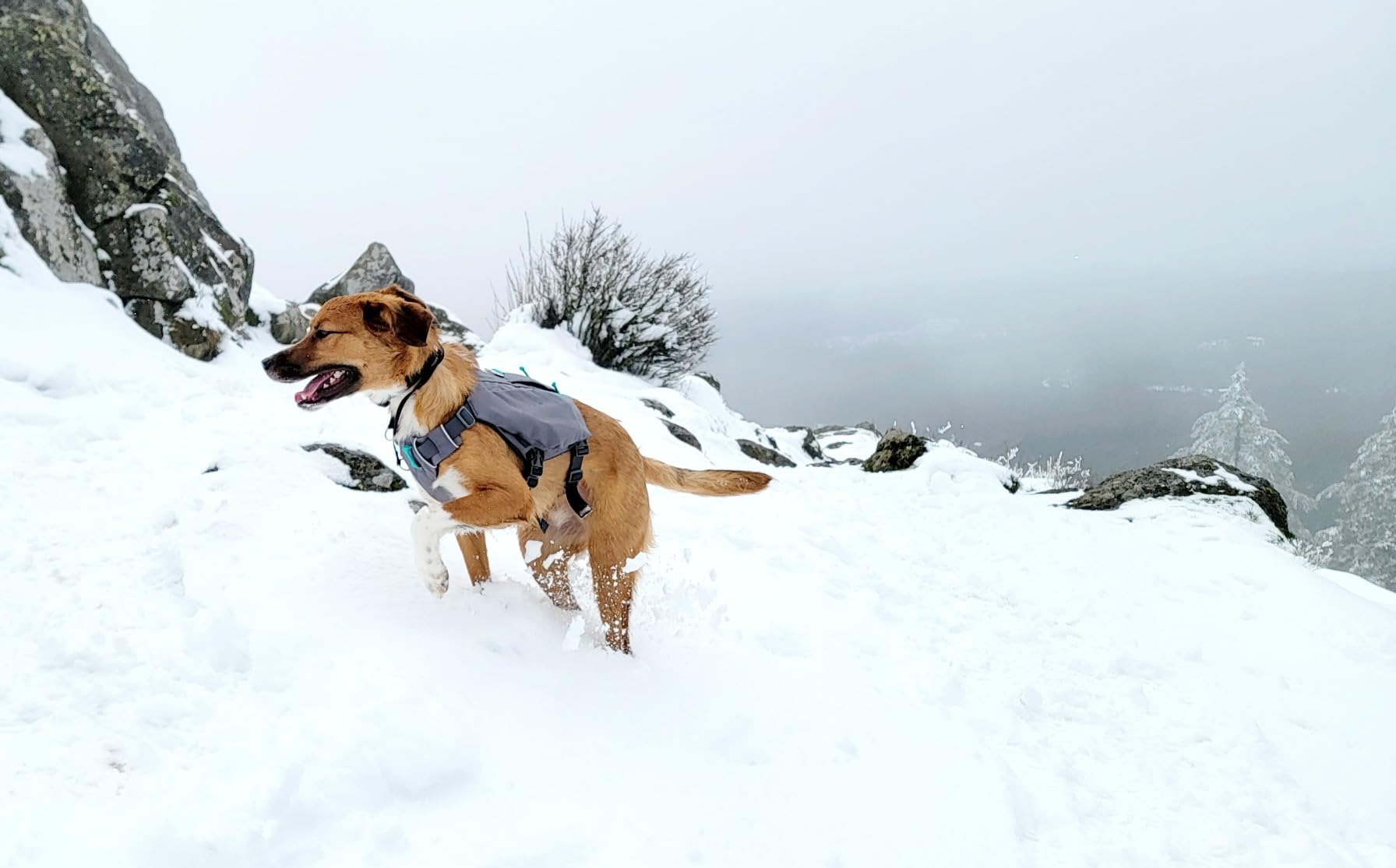 Switchbak Dog Harness, No-Pull Adjustable Vest with Front & Back Leash Points, Foam-Padded, Zippered Pockets, Quick-Release Buckles, Reflective Trim, Red Sumac, X-Small customer photo 2