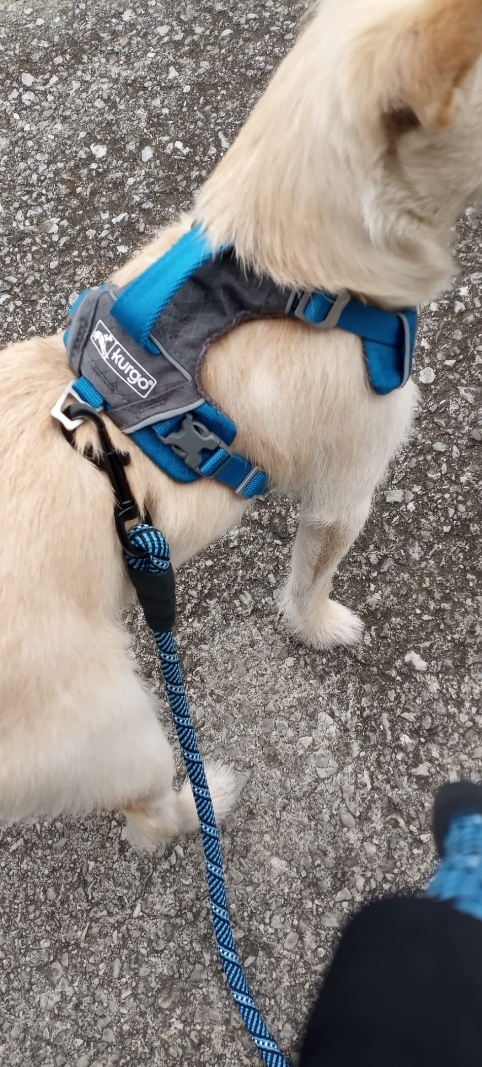 Kurgo Journey Air Dog Harness, Orange, Large | Padded Chest, Ripstop Outer & Breathable Mesh, Back Assist Handle, Rust-Free Aluminum Hardware, Reflective Trim customer photo 2