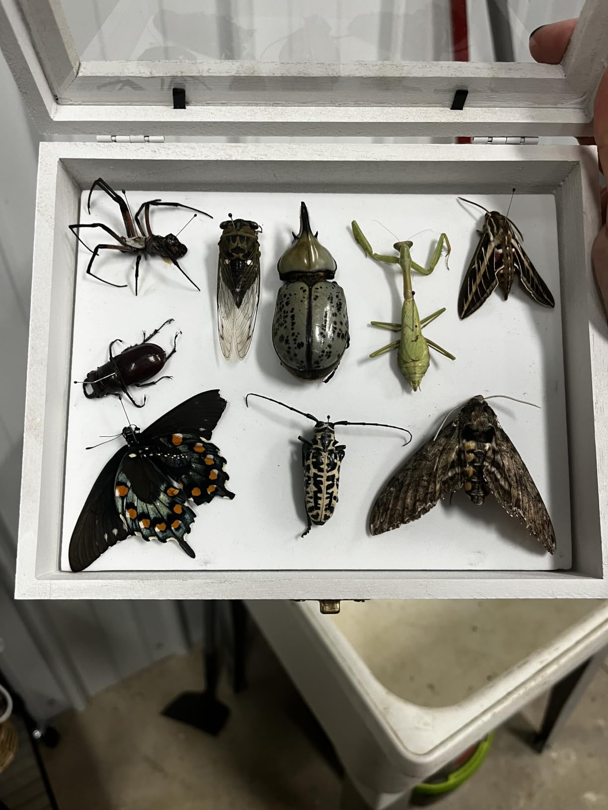 WILLBOND Insect Display Case Bug Display Case Box Collection with Clear Lid and Mat Acrylic Top EVA Foam Pinning Board and 100 Pcs Pins Shadow Box for Bug Butterfly Insect Specimen (Brown) customer photo 1
