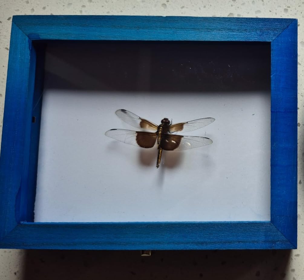 WILLBOND Insect Display Case Bug Display Case Box Collection with Clear Lid and Mat Acrylic Top EVA Foam Pinning Board and 100 Pcs Pins Shadow Box for Bug Butterfly Insect Specimen (Brown) customer photo 2