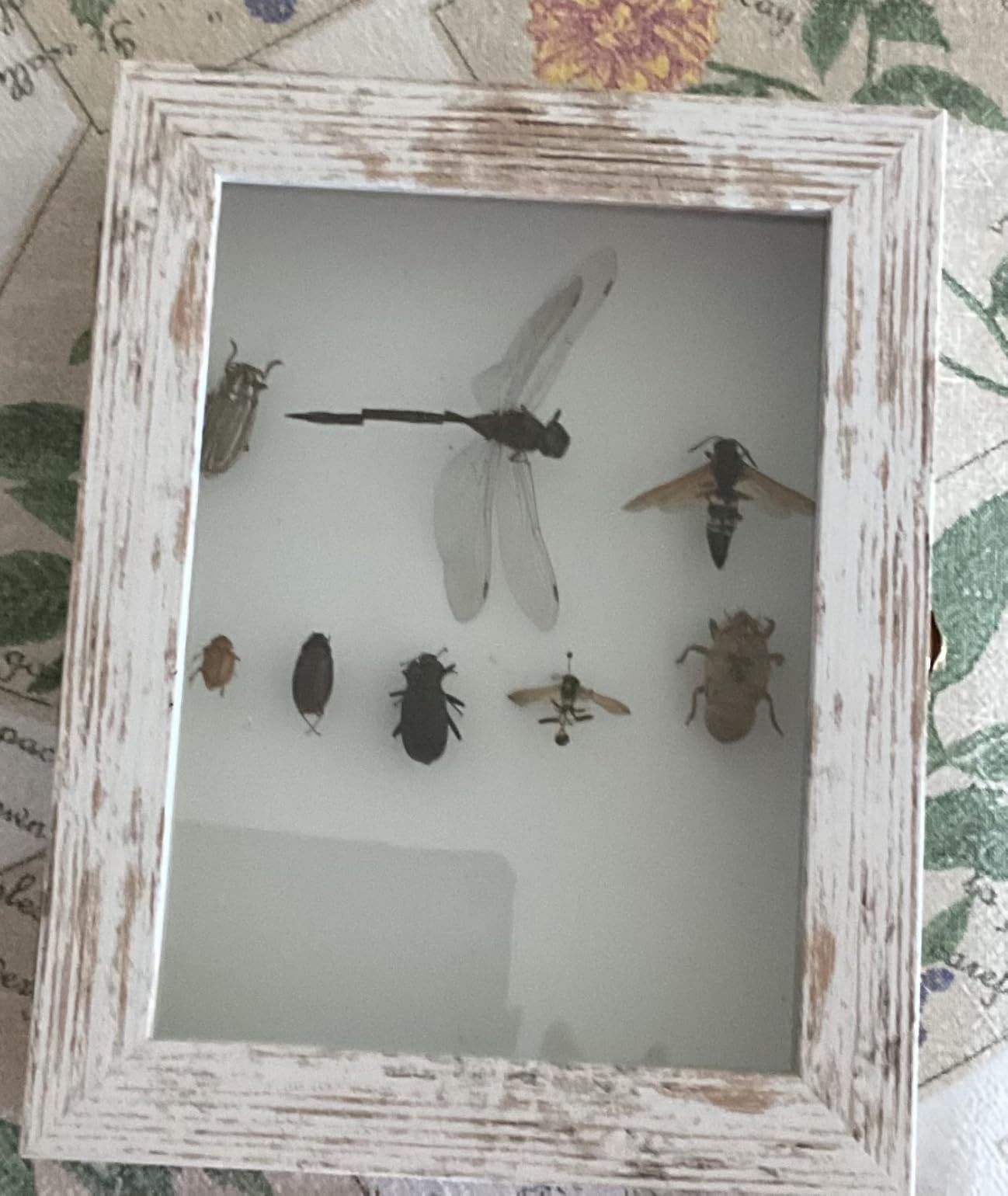 IHEIPYE Insect Display Case Bug Display Case Shadow Box Small Black | Wall Mount, Anti Fade UV Protection Acrylic Top, Eva Foam Pinning Board, Butterfly Specimen Collection, 3 Size Pins customer photo 1