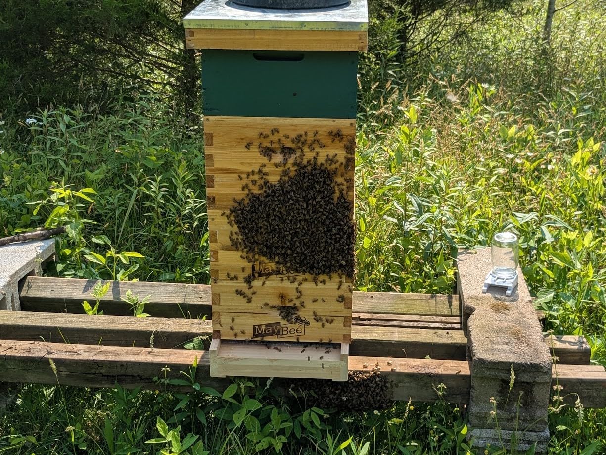 Honey Lake 8 Frame Beehive Starter Kit - Beeswax Coated Deep Beehive Box with Frames, Complete Beekeeping Kit for Beginners with Bee Smoker, Hive Tools, Brush, Gloves & Veil Hat customer photo 1