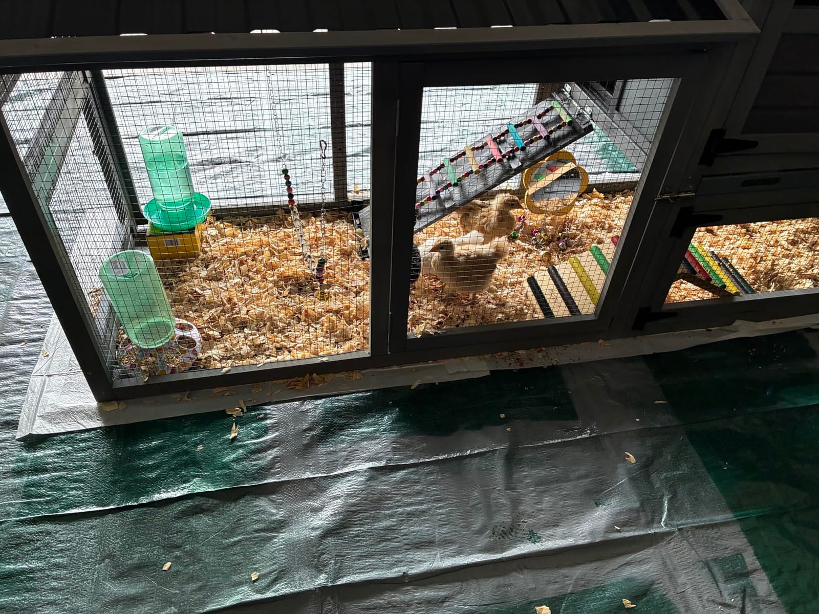 GUTINNEEN Chicken Coop 103