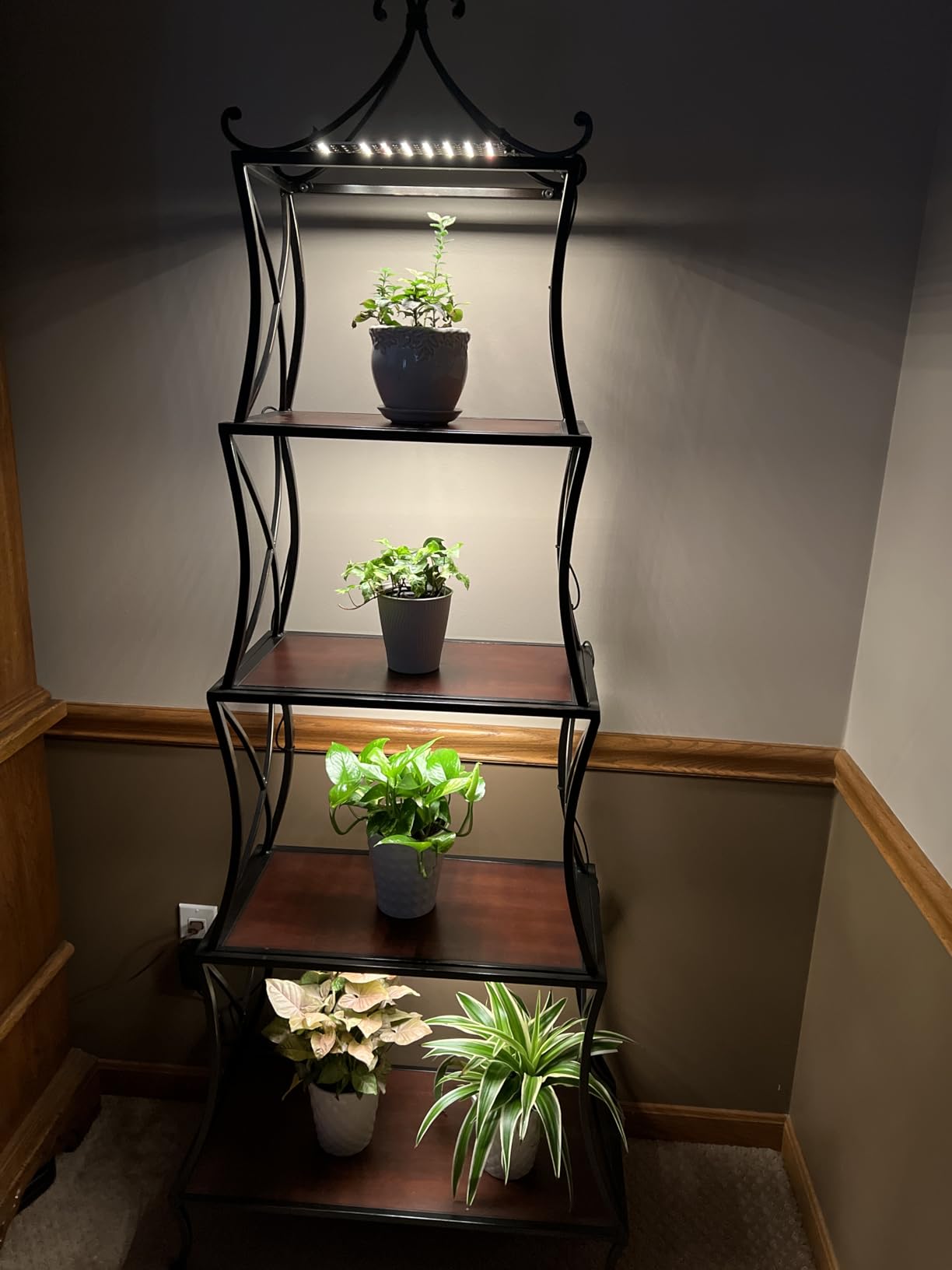 Barrina Grow Lights for Indoor Plants, 20W (2 x 10W) Full Spectrum Ultra-Thin Grow Light Panel with 3/6/12H Auto On/Off Timer for Hydroponics, Seedlings, Succulents, Veg, Flowers & More, 2-Pack customer photo 1