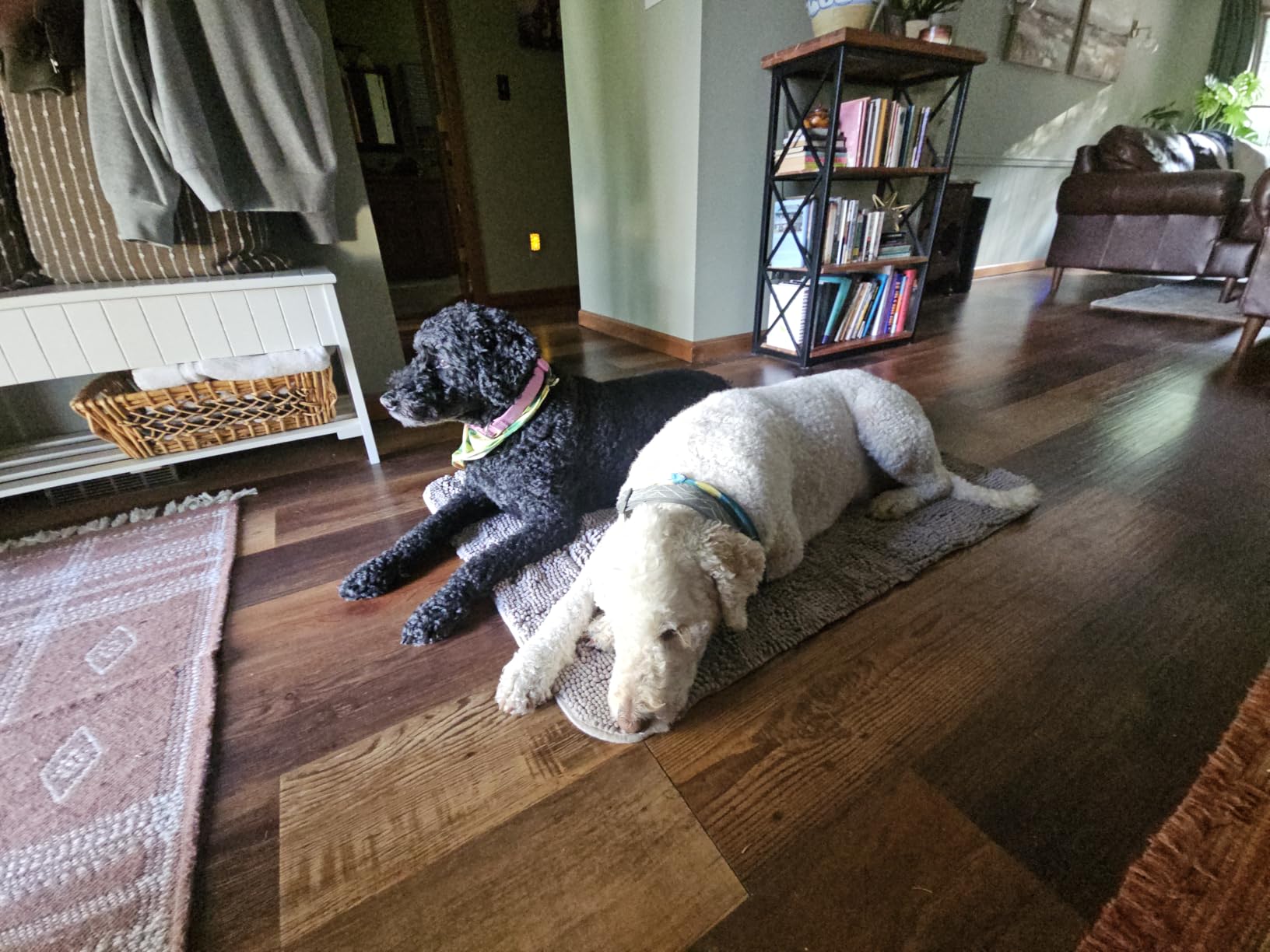 OLANLY Dog Door Mat for Muddy Paws 30x20, Super Absorbent Chenille Mud Mat | Grey, Absorbs Moisture and Dirt, Non-Slip Machine Washable Doormat, Quick-Drying Indoor Entryway Floor Carpet for Dogs customer photo 2