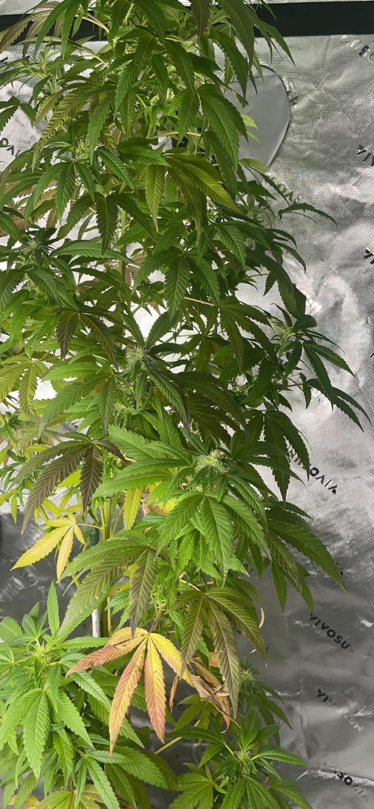 VIVOSUN Smart Grow Tent Kit 2x4, 2-Plant WiFi-Integrated Grow System | including 200W Full Spectrum LED, Automatic Control with GrowHub E42A+, Efficient Ventilation System, 48x24x60