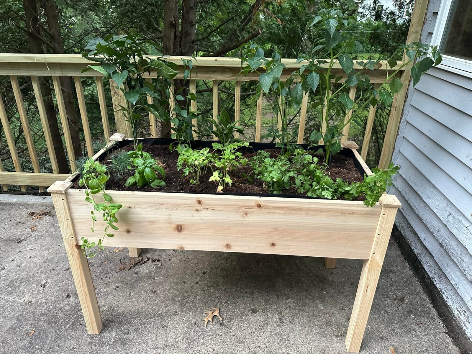 Cedar Raised Garden Bed with Legs, Outdoor Planter Box 48x24x30, 200lb customer photo 1
