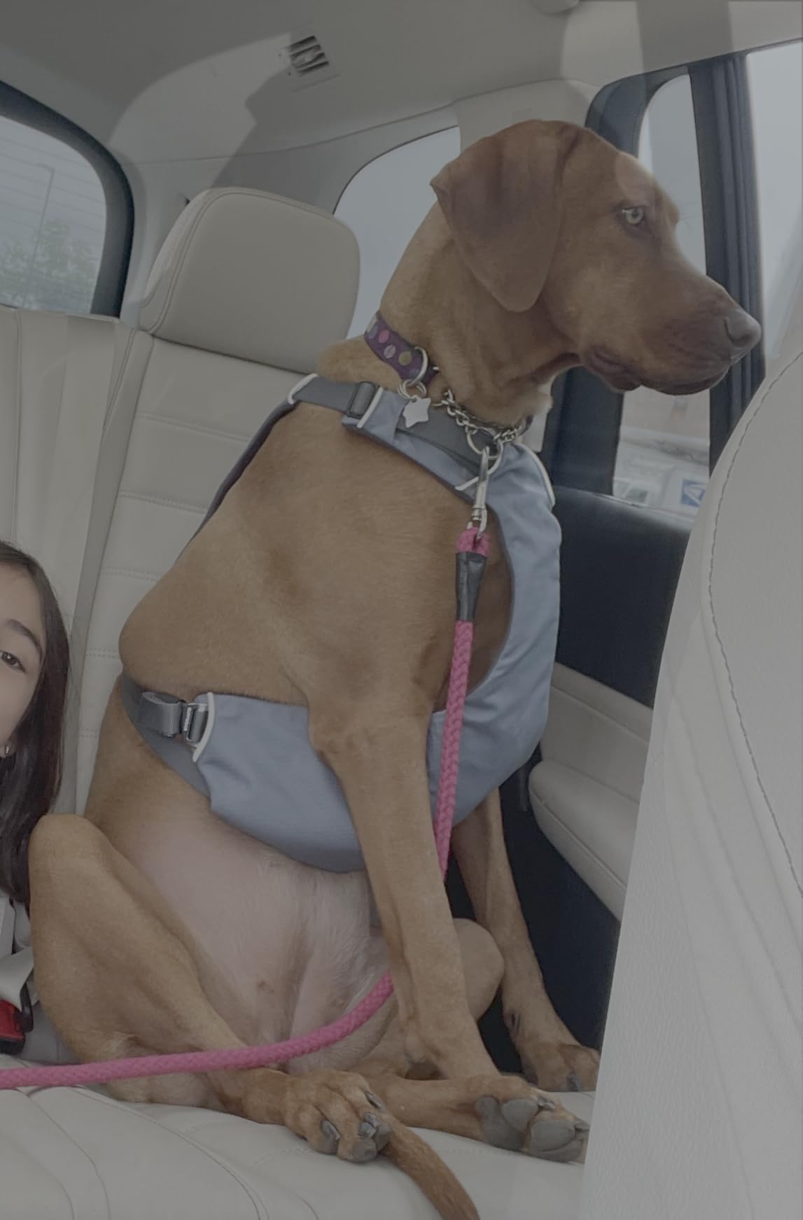 Load Up Dog Car Harness, Padded Adjustable Travel Restraint with Universal Seat Belt Attachment and Strength-Rated Metal Hardware, for Road Trips in Cars & SUVs, Slate Blue, Medium customer photo 2