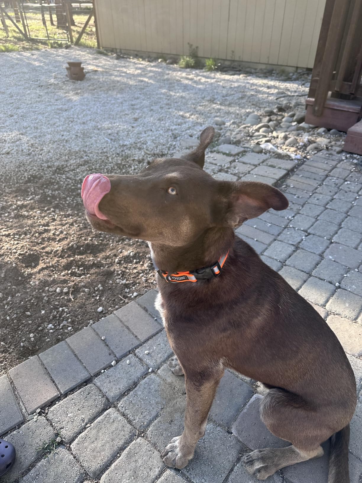 Dog Collar, Fi Series 3 and 3+ Ready, Medium, Red - Compatible with Fi GPS Device (Not Included) customer photo 2