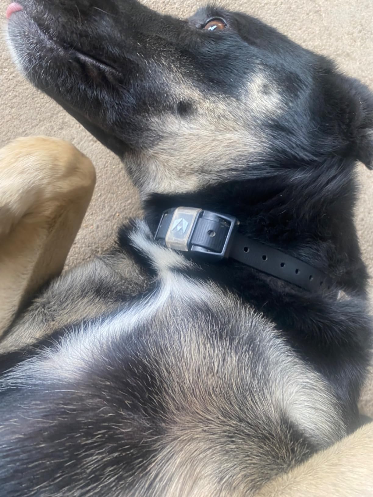 INVIROX Ultra K9 Dog Training Collar with Remote, 124 Levels for Reactive, Stubborn or Hard-to-Train Dogs, ¾ Mile Range, Night-Light Mode, Safe Communication, IP67 Waterproof E Collar for Large Dogs customer photo 2