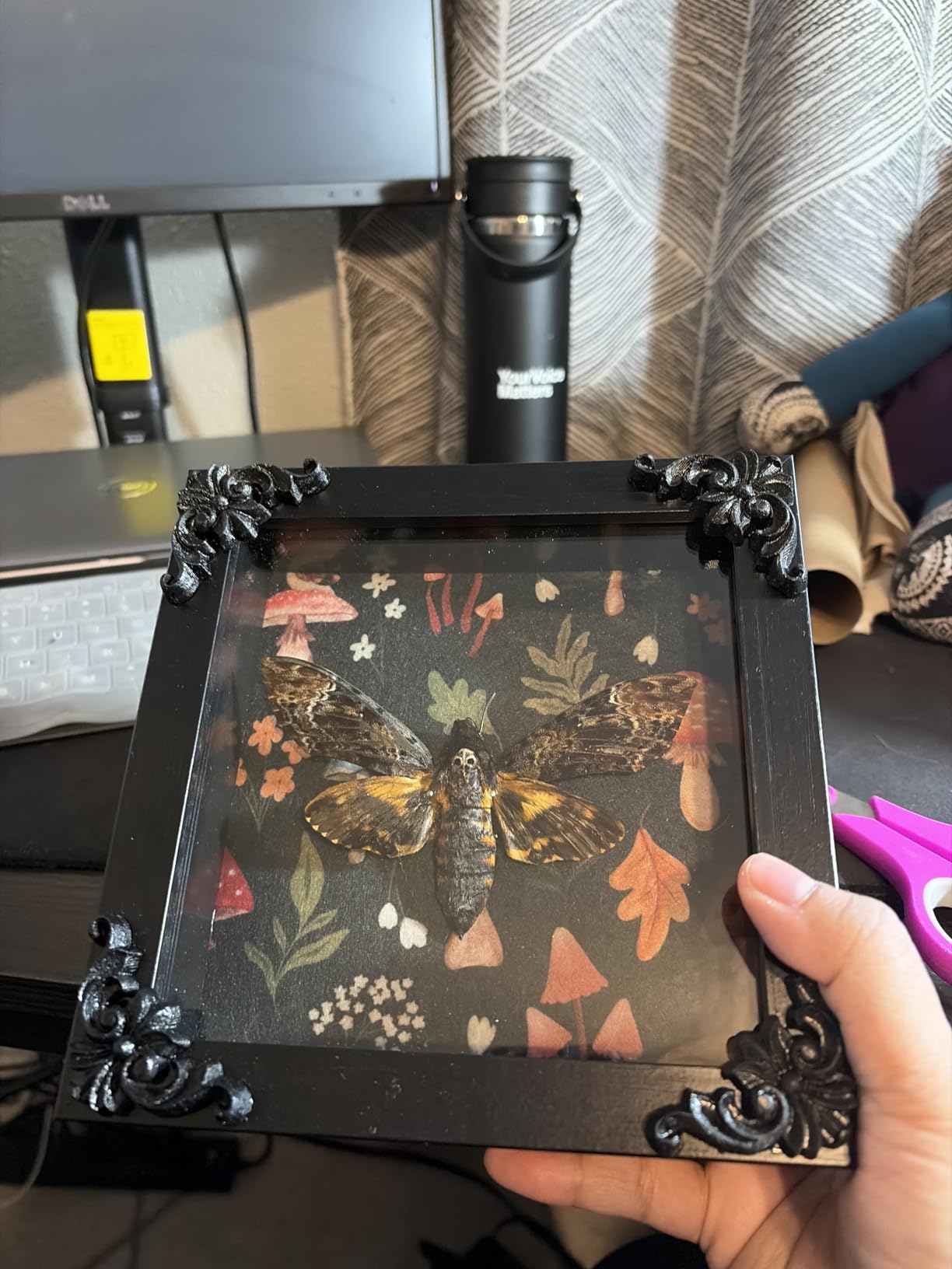 Insect Display Frame with EVA Foam Pinning Board, Butterfly Shadow Box | EVA Foam Pinning Board, For Butterflies & Insects, Pinning Kit Included, Riker-Style Case, Specimen Display, Entomology Gift customer photo 1