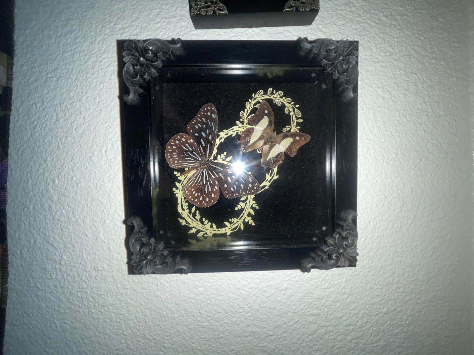 Insect Display Frame with EVA Foam Pinning Board, Butterfly Shadow Box | EVA Foam Pinning Board, For Butterflies & Insects, Pinning Kit Included, Riker-Style Case, Specimen Display, Entomology Gift customer photo 2