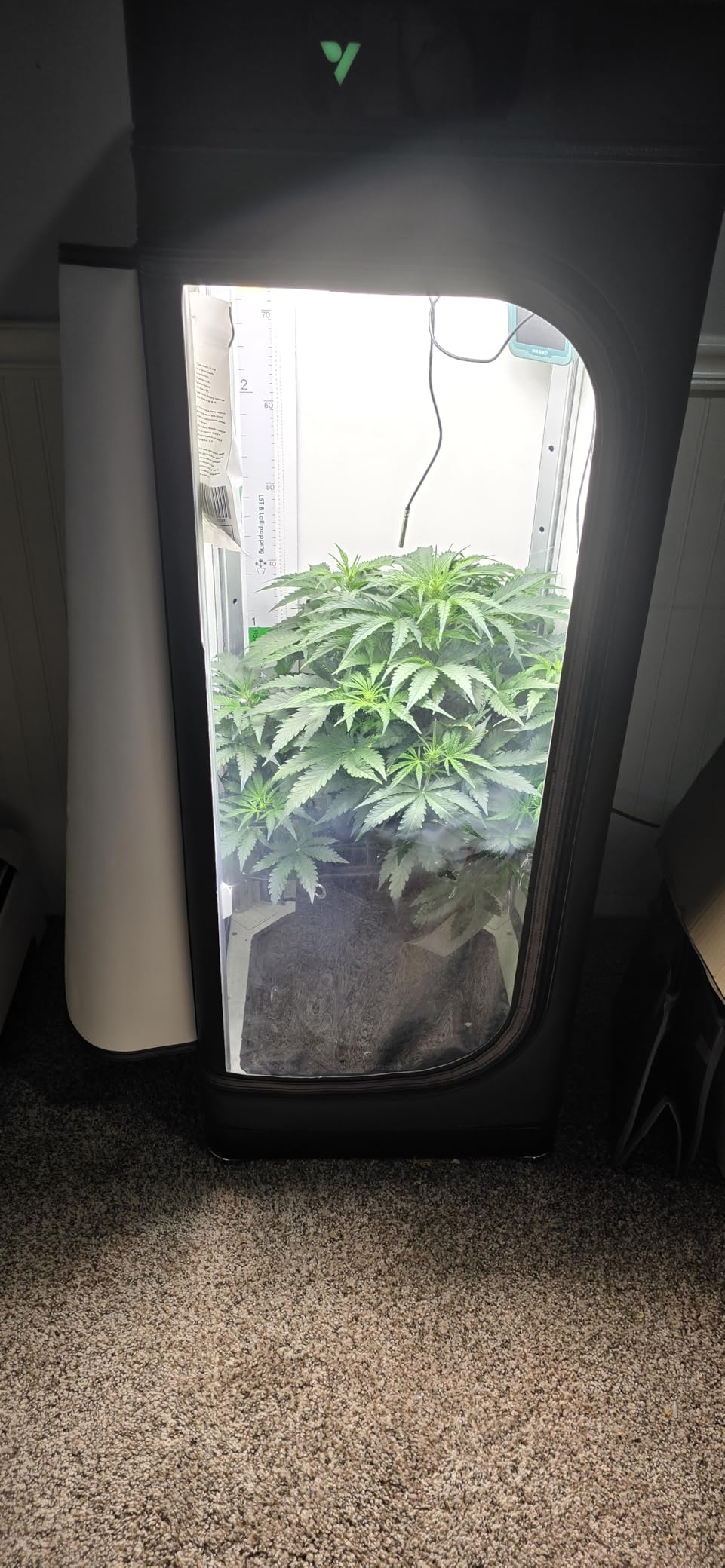 VGrow All-in-One Smart Grow Box, Professional System with Samsung LM301H EVO Grow Light, Advanced Circulation & Ventilation System, Irrigation, Nutrient, Magnetic Window for Indoor Hydroponics customer photo 1
