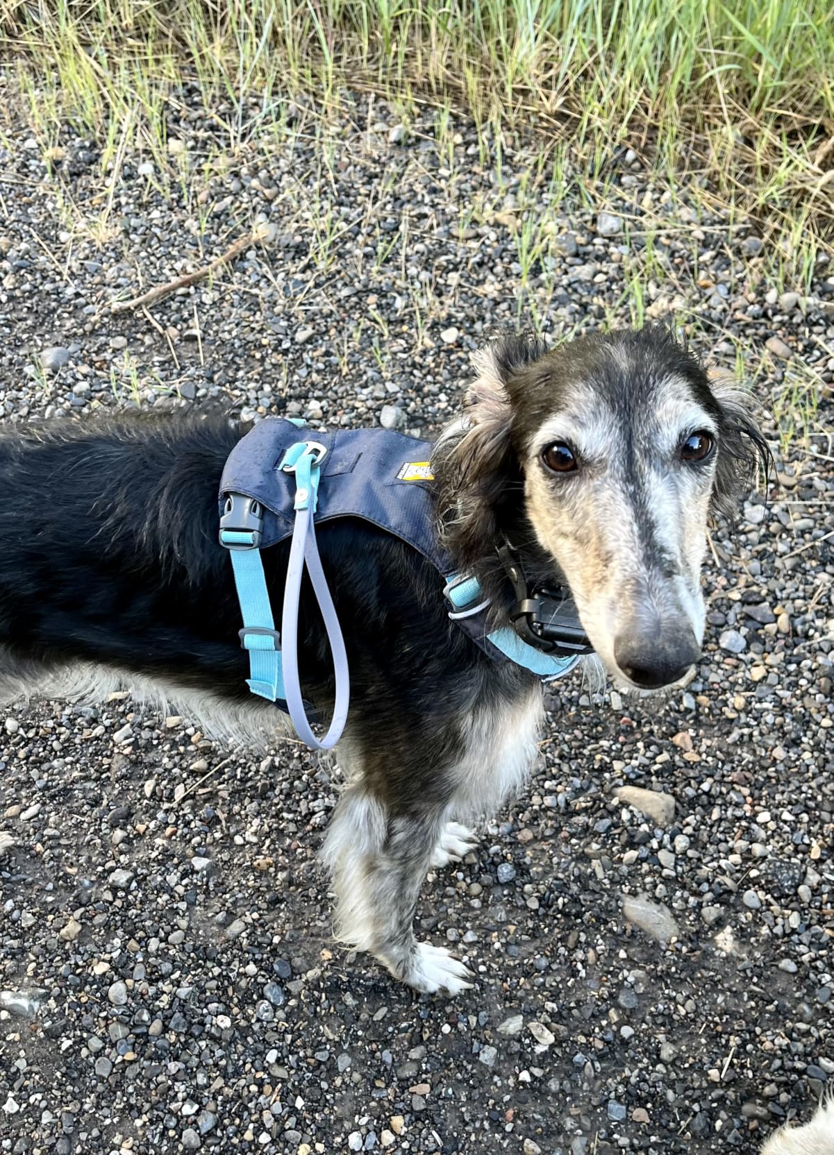 Hi & Light, Everyday Lightweight Dog Harness, Trail Running, Walking, Hiking, All-Day Wear, Alpenglow Pink, Medium customer photo 1
