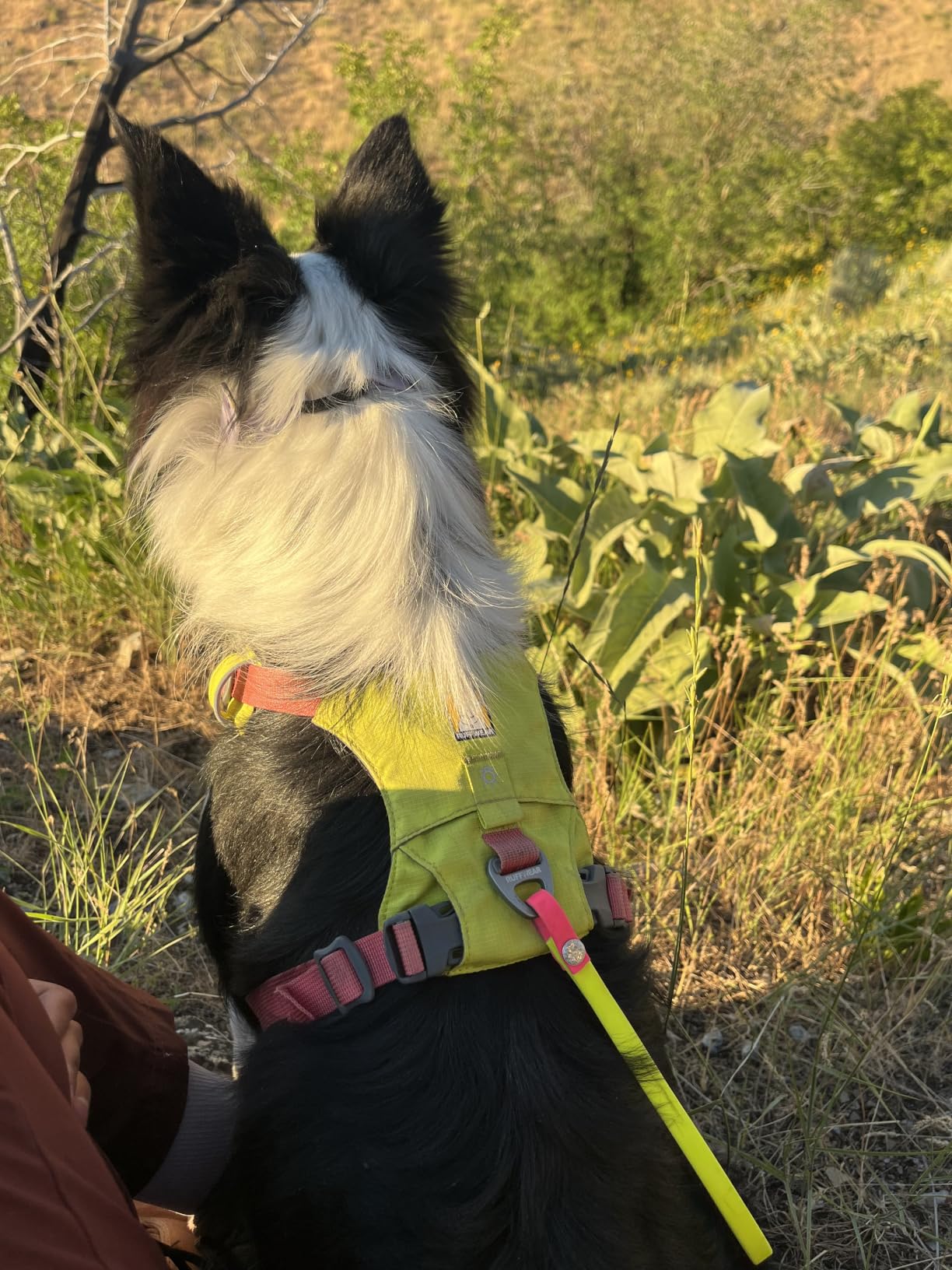 Hi & Light, Everyday Lightweight Dog Harness, Trail Running, Walking, Hiking, All-Day Wear, Alpenglow Pink, Medium customer photo 2