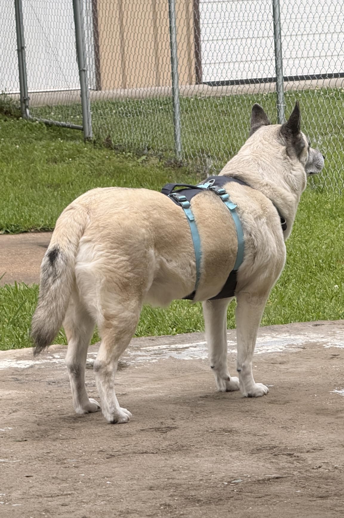 Flagline Dog Harness, Lightweight and Reflective, No Pull Dog Lift Harness for Hiking, Running and Everyday Use, Basalt Gray, Medium customer photo 1