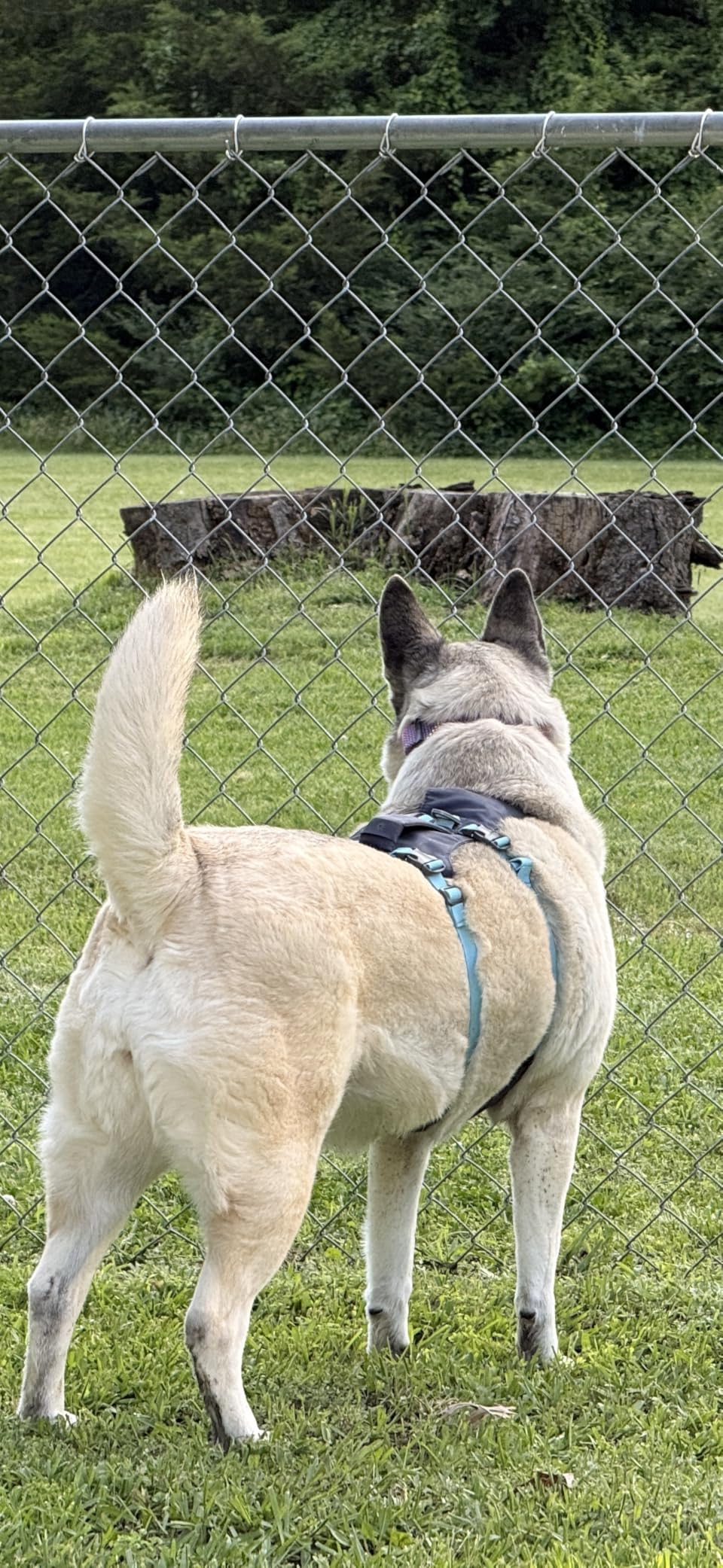 Flagline Dog Harness, Lightweight and Reflective, No Pull Dog Lift Harness for Hiking, Running and Everyday Use, Basalt Gray, Medium customer photo 2