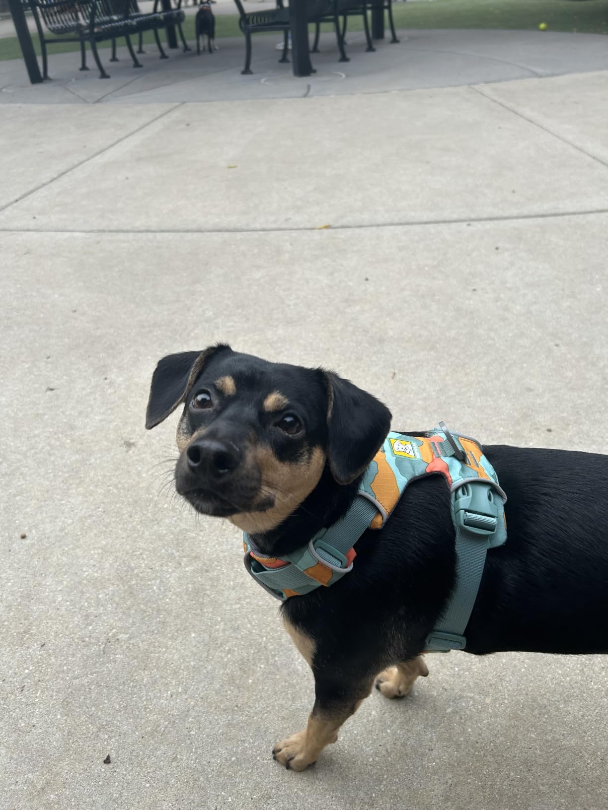 Front Range Dog Harness, Reflective Soft Padded Everyday Harness with Dual Leash Clips, Adjustable and Lightweight Fit for Training or Walking for All Dogs, River Rock Green, Medium customer photo 2