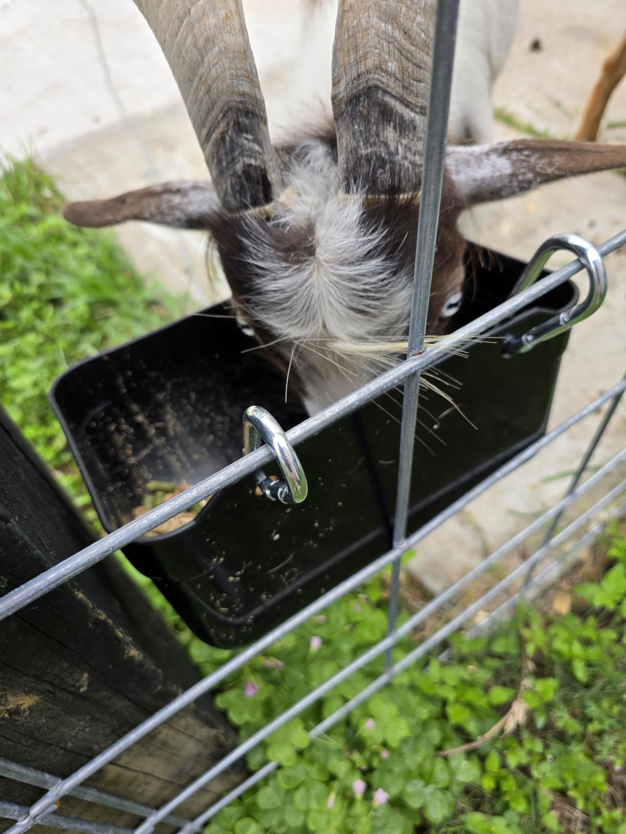 Goat Feeders Hanging Poultry Feeder Trough for Livestock, 6*3.5 Quart Black customer photo 1