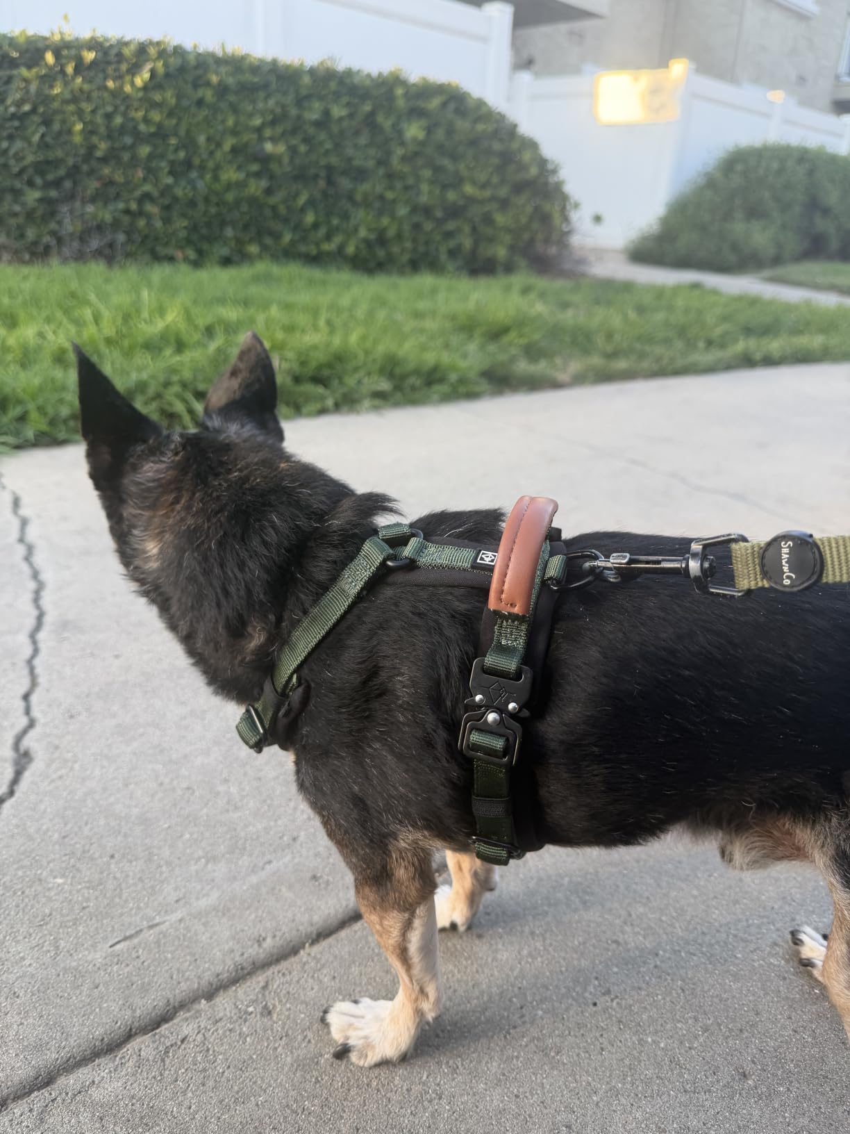 MADE TO ROAM Premium Explorer Harness - Y-Shaped Dog Harness with Adjustable Durable Nylon, Soft Padding, Metal Buckles and Leather Handle for Small, Medium, Large Dogs (Oregon Haze, Size 4) customer photo 1