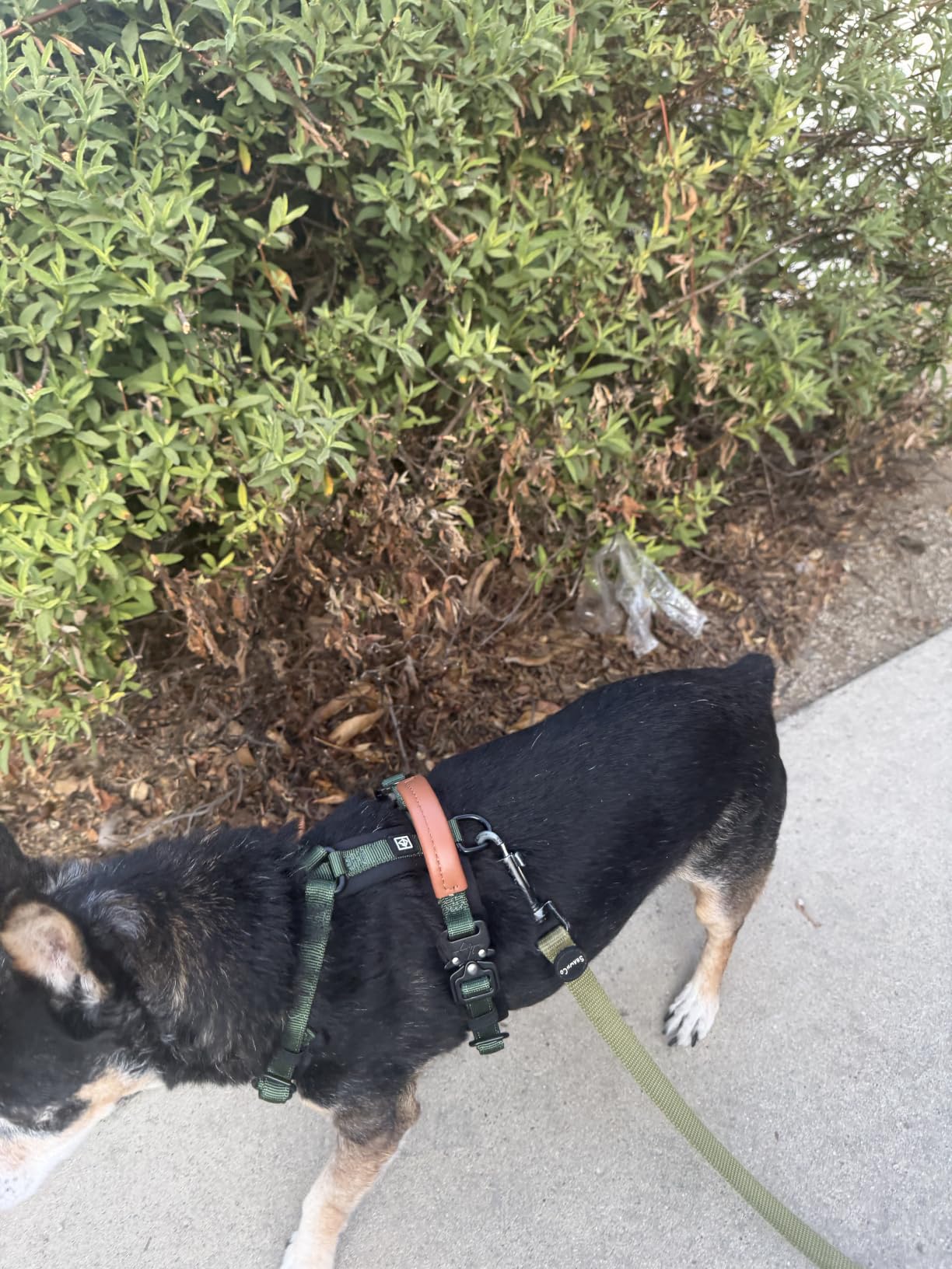 MADE TO ROAM Premium Explorer Harness - Y-Shaped Dog Harness with Adjustable Durable Nylon, Soft Padding, Metal Buckles and Leather Handle for Small, Medium, Large Dogs (Oregon Haze, Size 4) customer photo 2