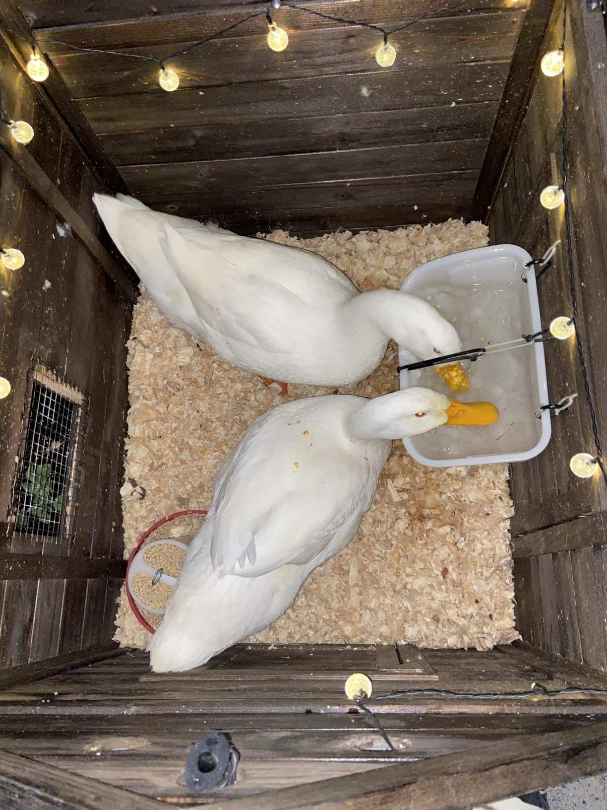PawHut Duck Coop, Wooden Duck House, Outdoor Small Animal House with Openable Roof, Double Doors, Removable Base for 1-3 Ducks, Chickens, Rabbits, Cats, Natural Wood customer photo 1