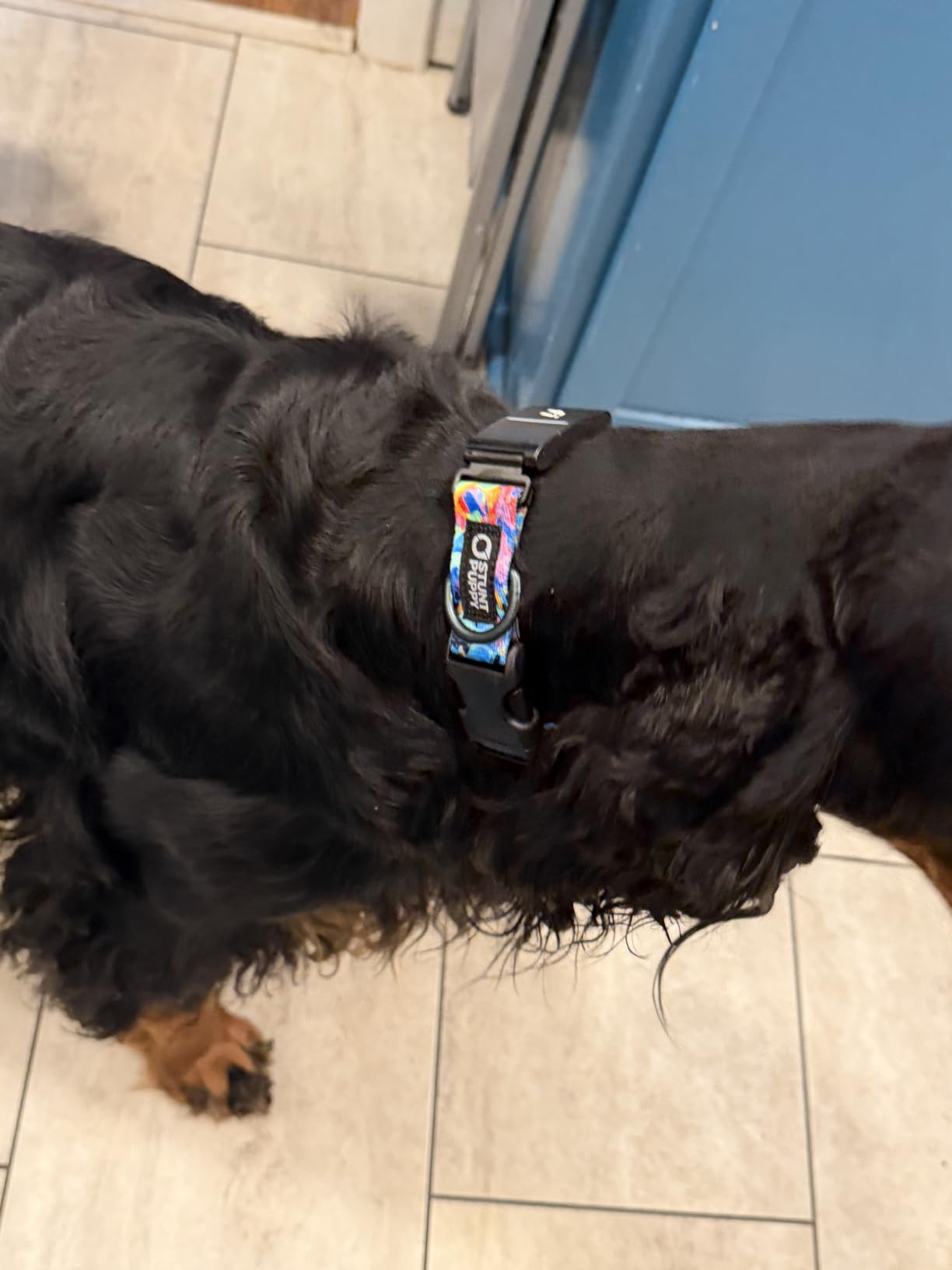 Dog Collar, Fi Series 3 and 3+ Ready, Frolic Summer, X-Large - Compatible with Fi GPS Device (Not Included) customer photo 1