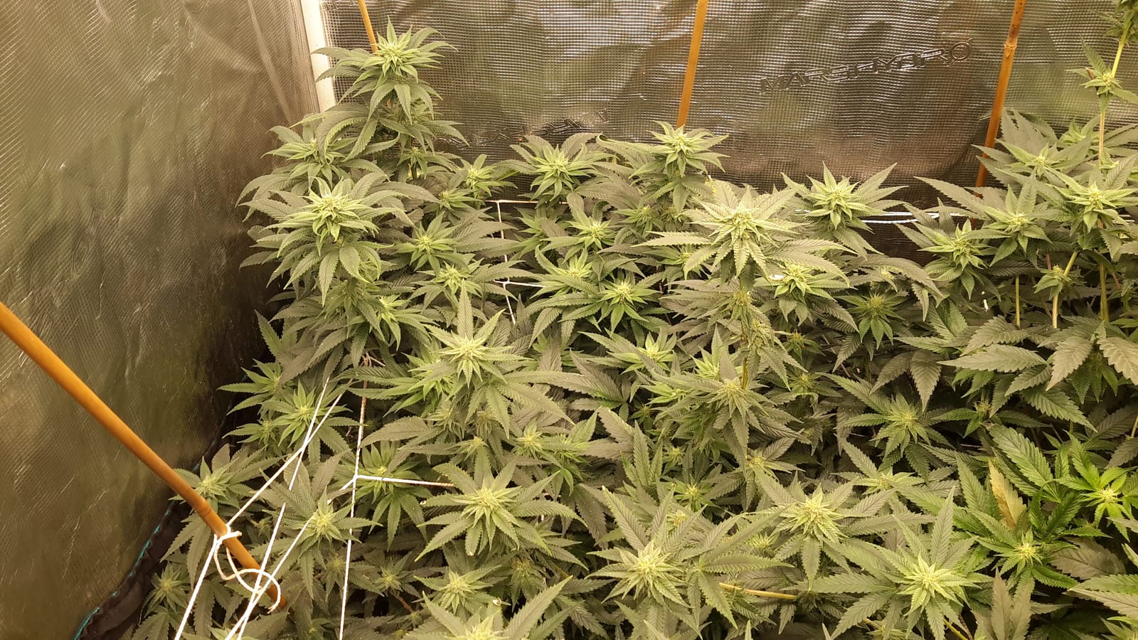 MARS HYDRO SP3000 Grow Light Dimmable Full Spectrum 2x4 | 300W LED, WiFi App Control, Daisy Chain Linkable customer photo 1
