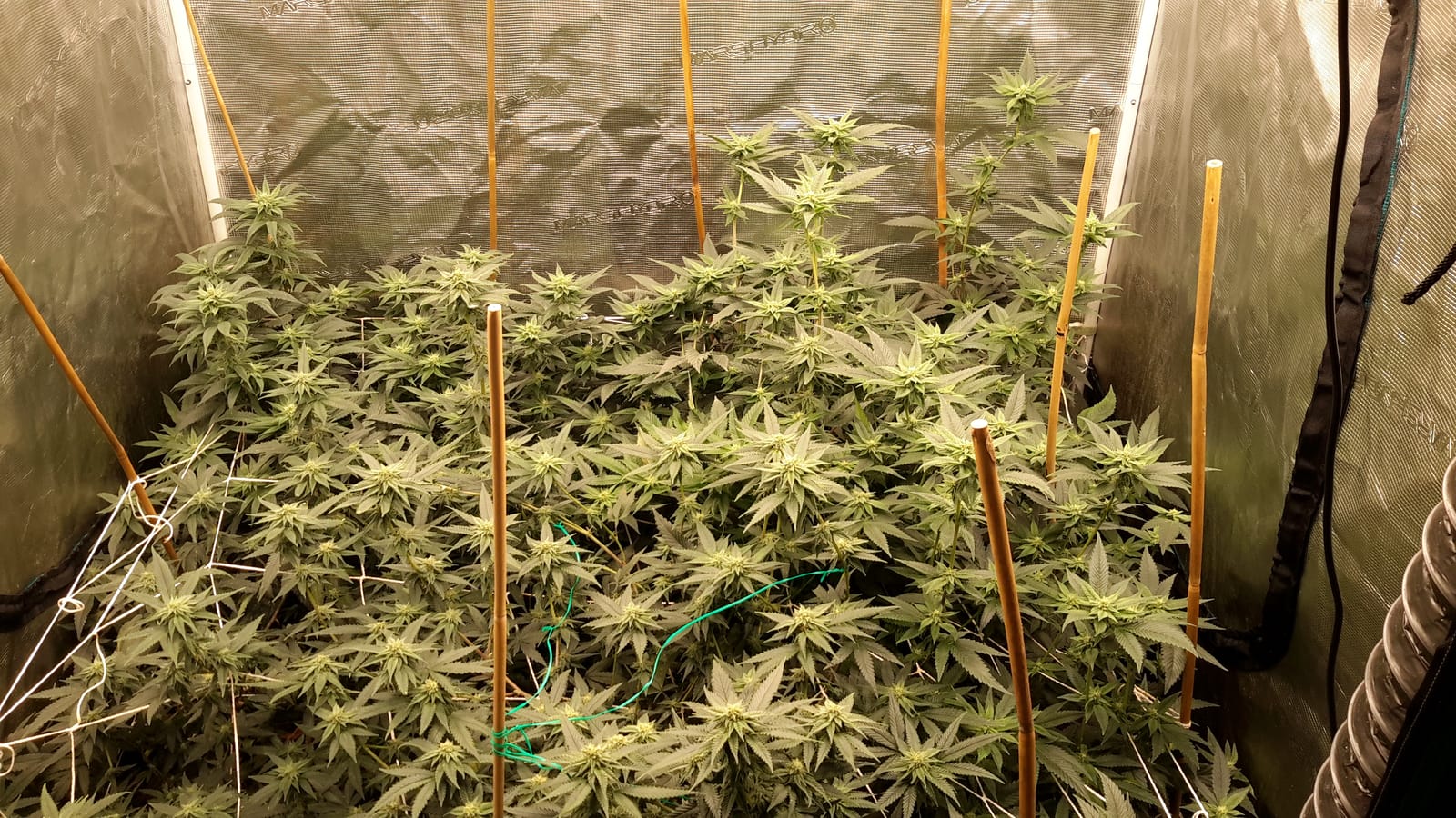 MARS HYDRO SP3000 Grow Light Dimmable Full Spectrum 2x4 | 300W LED, WiFi App Control, Daisy Chain Linkable customer photo 2