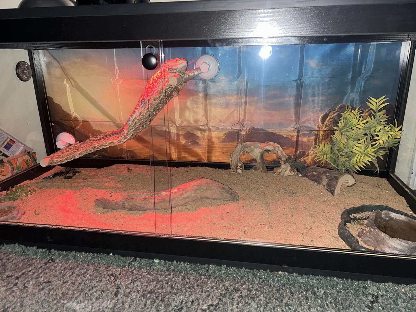 PROLEE 35 Gallon Bearded Dragon Tank, 32 x 16 x 16 Inch Tempered Glass Reptile Enclosure with Metal Mesh Top, Lockable Sliding Front Doors, Large Lizard and Snake Terrarium, Oak customer photo 2