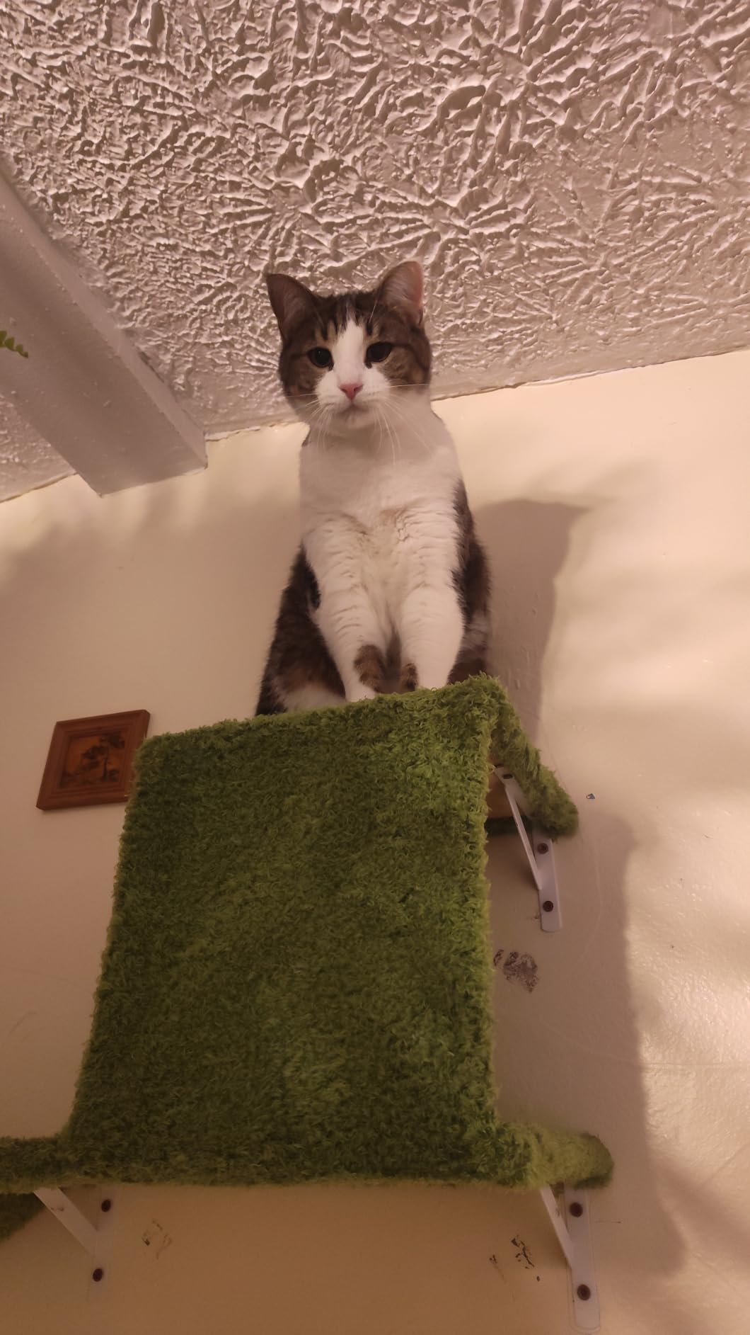 FUKUMARU Cat Wall Shelves, 4 in 1 Set, Grey | Stable & Safe Cat Walls Furniture, Wooden Kitten Climbing Wall with Scratching Post for 16 Inch Drywall customer photo 1