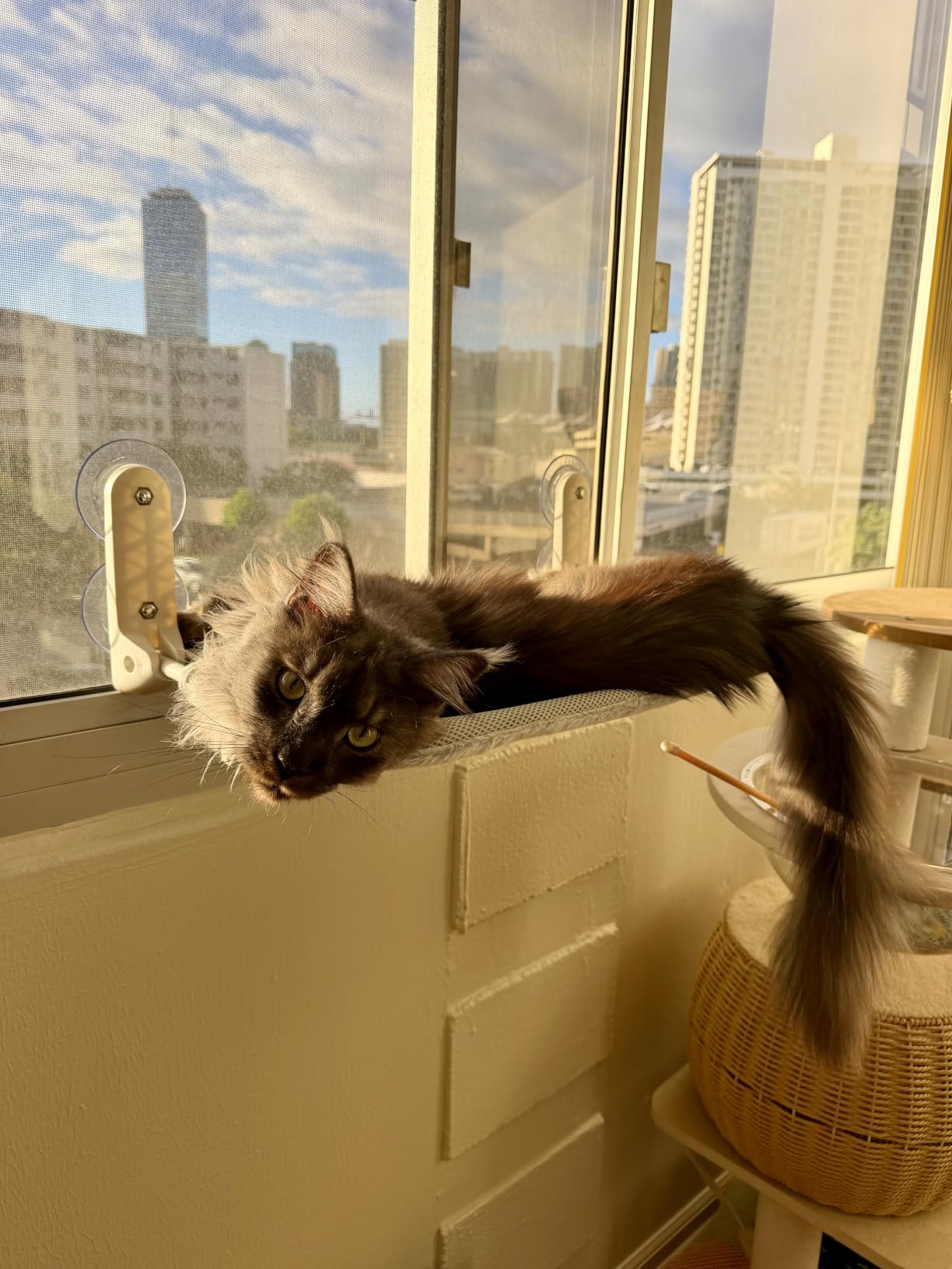 Zoratoo 2PC Cat Window Perch, Foldable & Cordless with Metal Frame, M Gray | 2-in-1 Reversible Cover, Removable for Machine Wash, Stable Window Resting Seat with Large Suction Cups for Indoor Cats customer photo 2