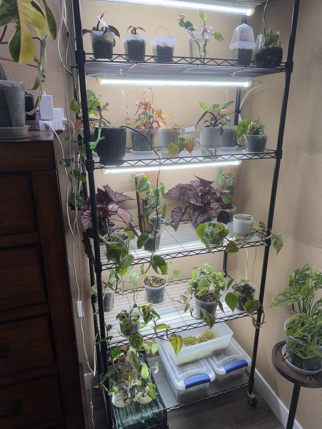 CX83 Plant Shelf with Grow Light, 5-Tier, Plant Stand with 10W Ultra-Thin Grow Light Panels for Hydroponics, Seedlings, Succulents, Flowers, Veg, 3/6/12h Timer, 15.7