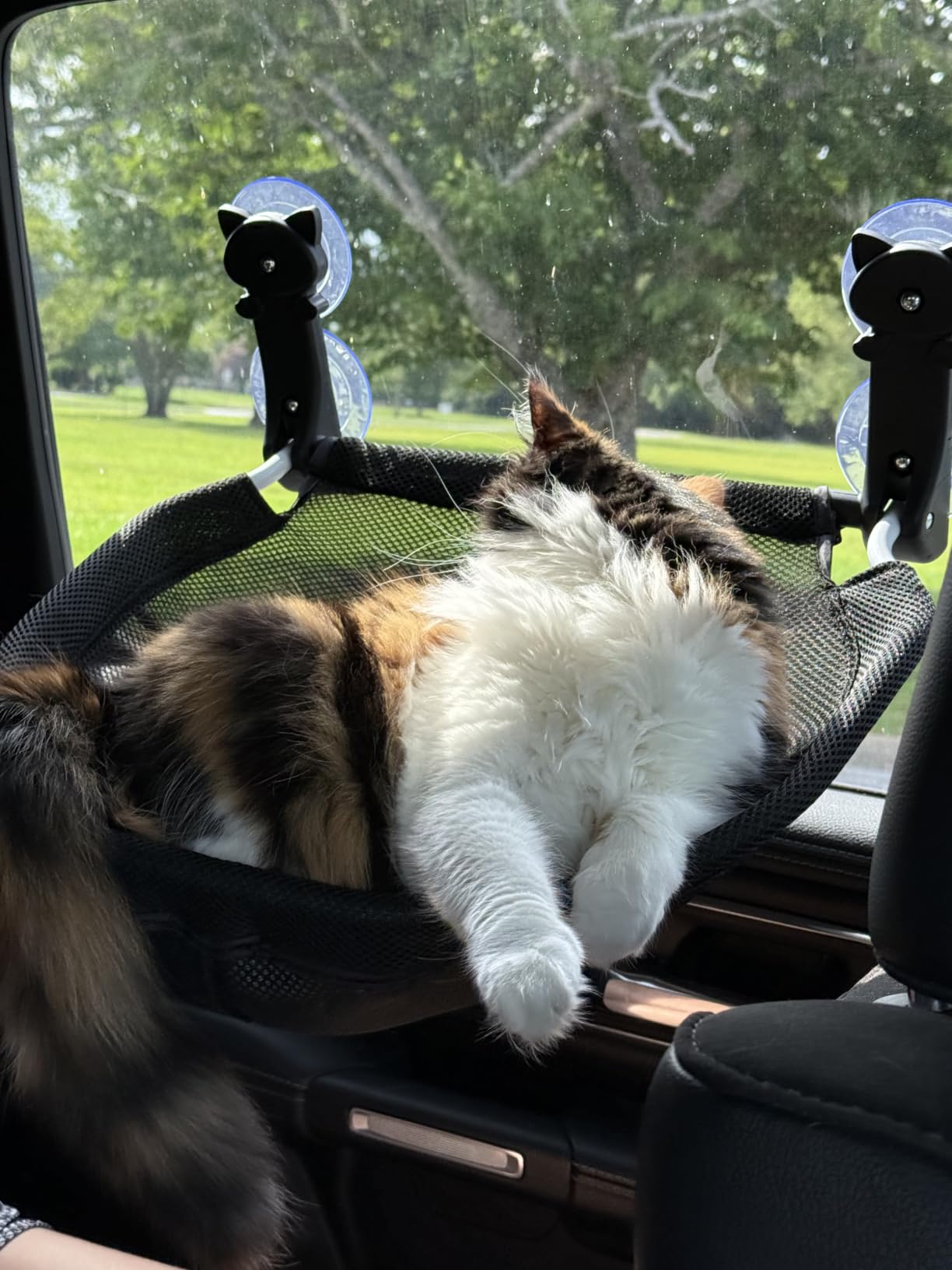 JUNSPOW Cat Window Perch Cordless, Foldable & Stable Cat Beds- Breathable Cat Window Hammock for Overlooking, Sunbathing and Climbing - Maximum Hold Up to 40lb customer photo 2