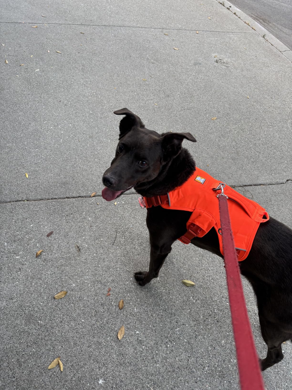 Web Master, Multi-Use Support Dog Harness, Hiking and Trail Running, Service and Working, Everyday Wear, Blaze Orange, Medium customer photo 1