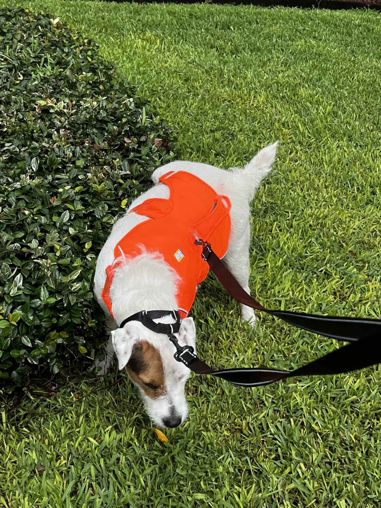 Web Master, Multi-Use Support Dog Harness, Hiking and Trail Running, Service and Working, Everyday Wear, Blaze Orange, Medium customer photo 2