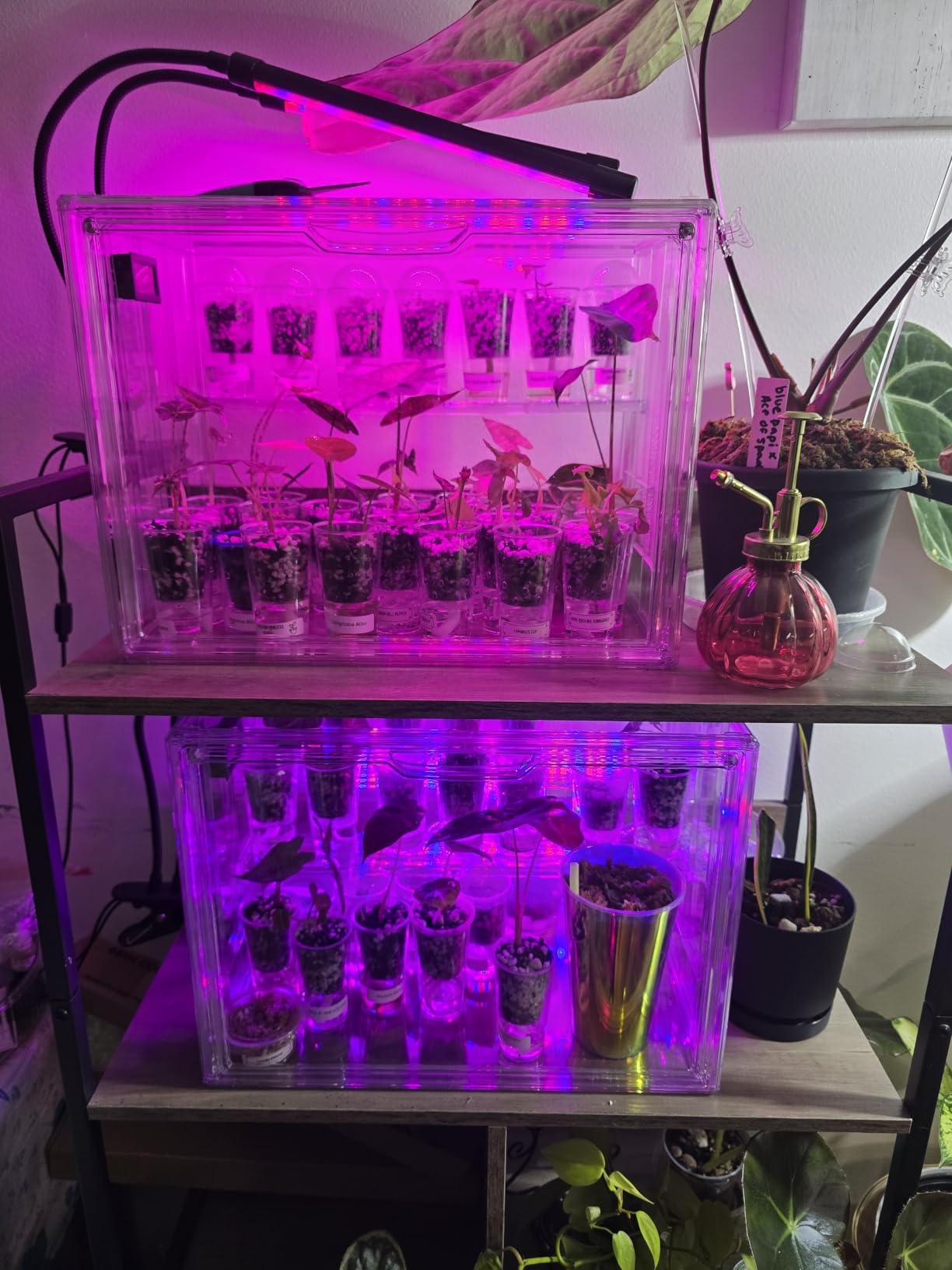 Clear Acrylic Display Case Upgrade 4 Tier Figure Display Cases with 3 Movable Dividers, Stackable Display Box Showcase with Magnetic Door for Collectibles (Large-1pack) customer photo 2